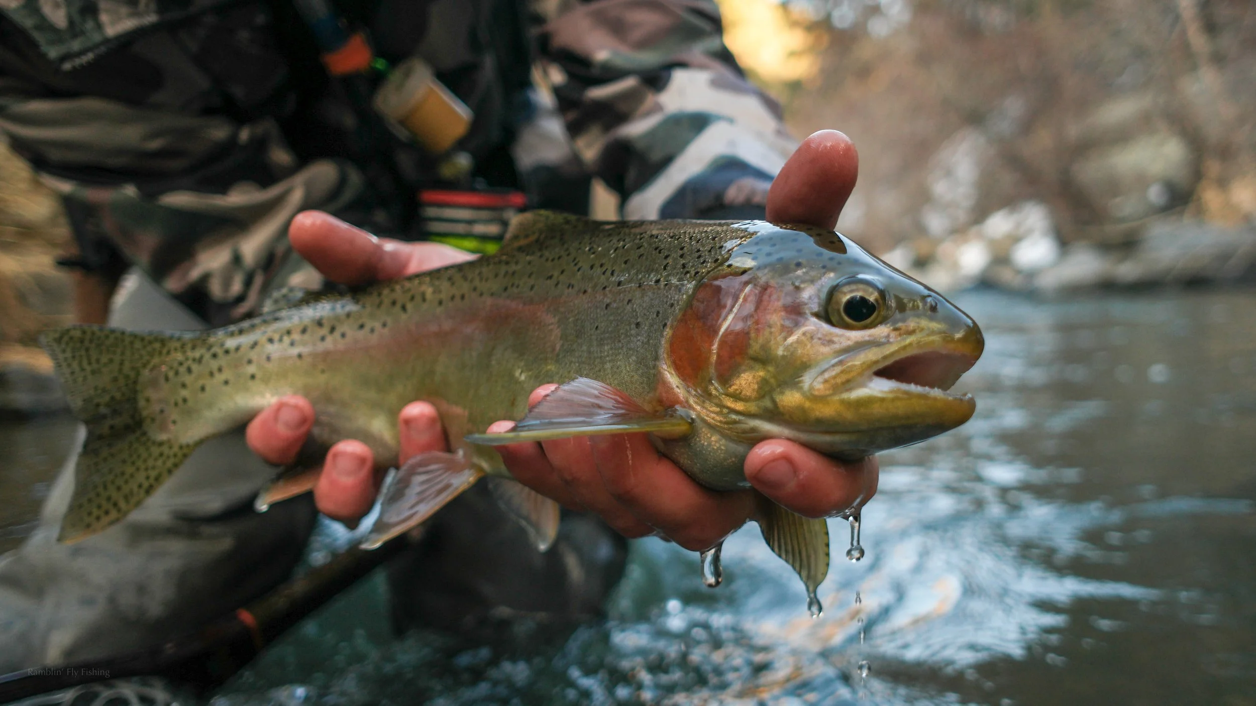 A person holding a freshly caught rainbow trout above a flowing river in a natural outdoor setting.