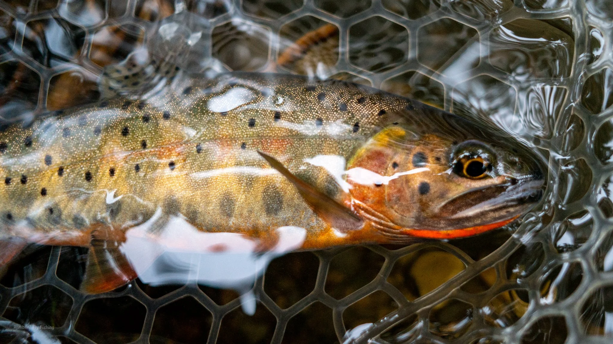 A fish with a brown and orange body and black spots, caught in a hexagonal mesh net with water.