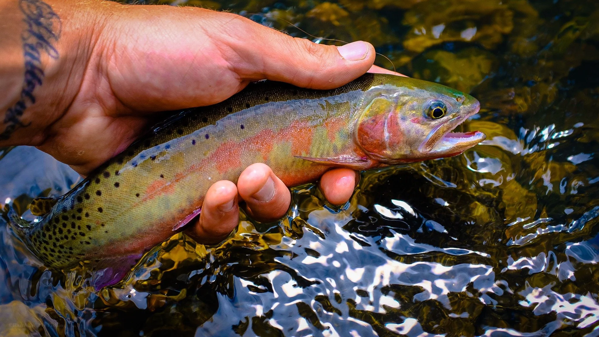 A person holding a rainbow trout eith water in the background.