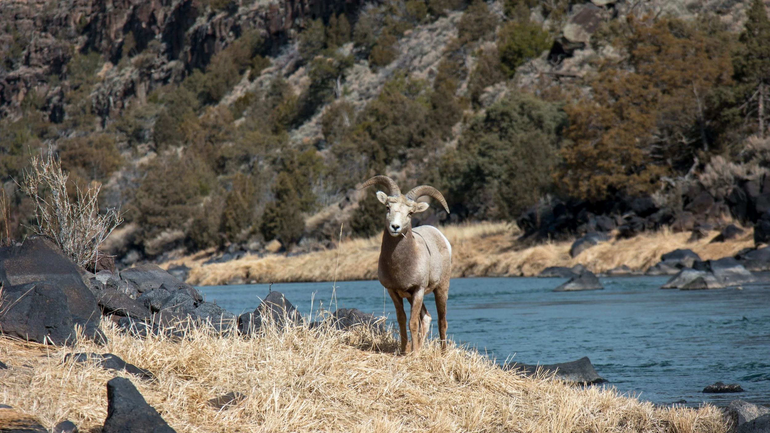 A mountain goat standing on a rocky and grassy riverside, with a backdrop of a forested hillside and a flowing river.