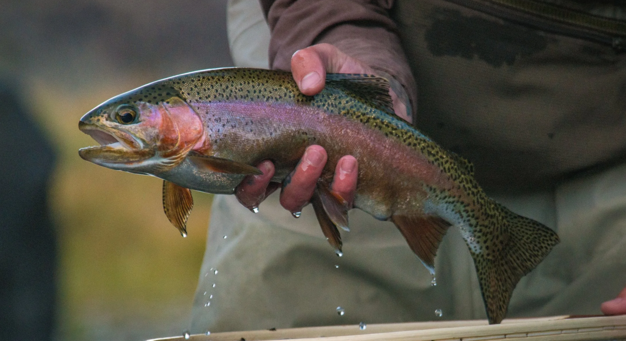 Person holding a rainbow trout fish with a colorful, speckled body and a pinkish stripe along its side.