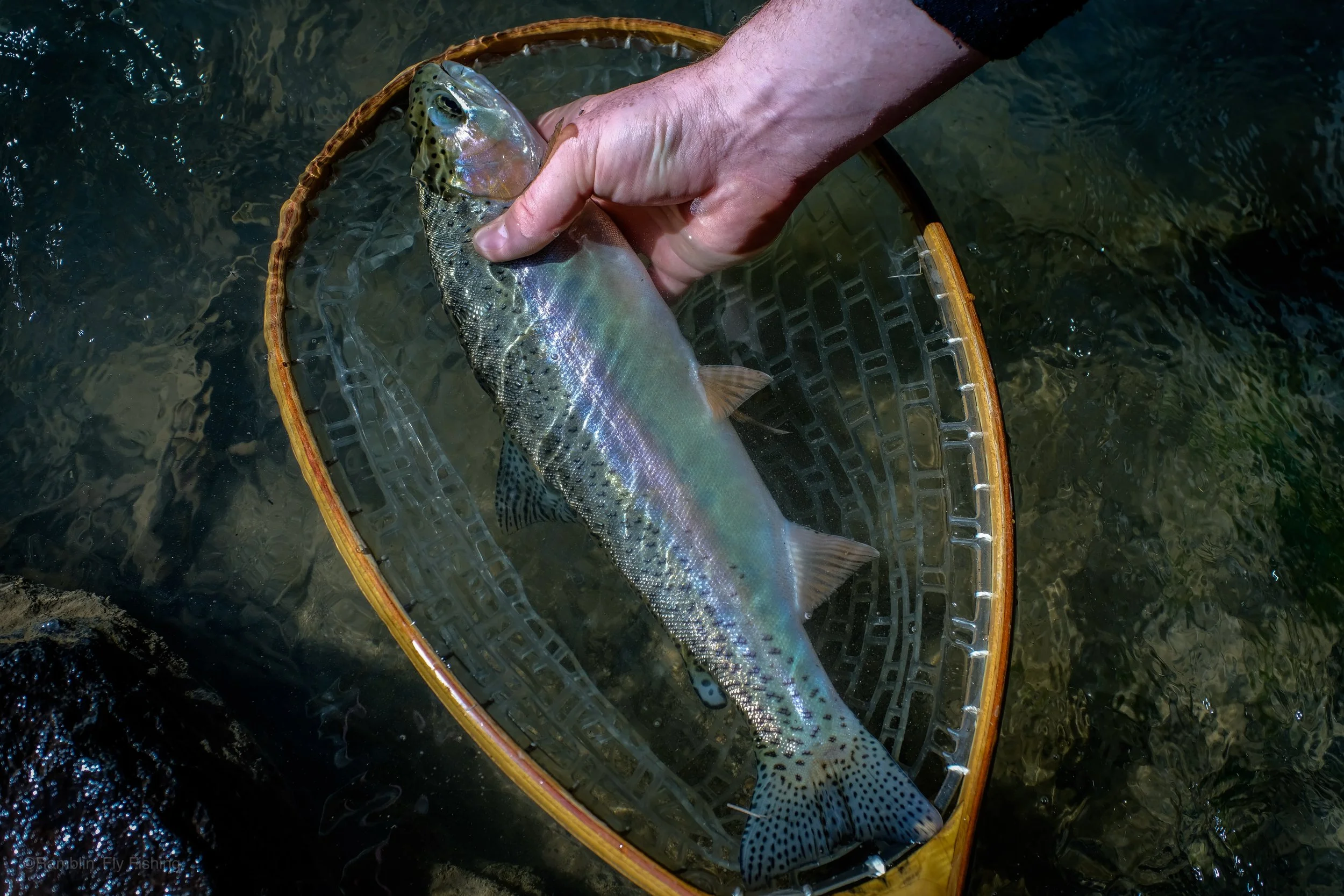 A person holding a rainbow trout over a net in the water.
