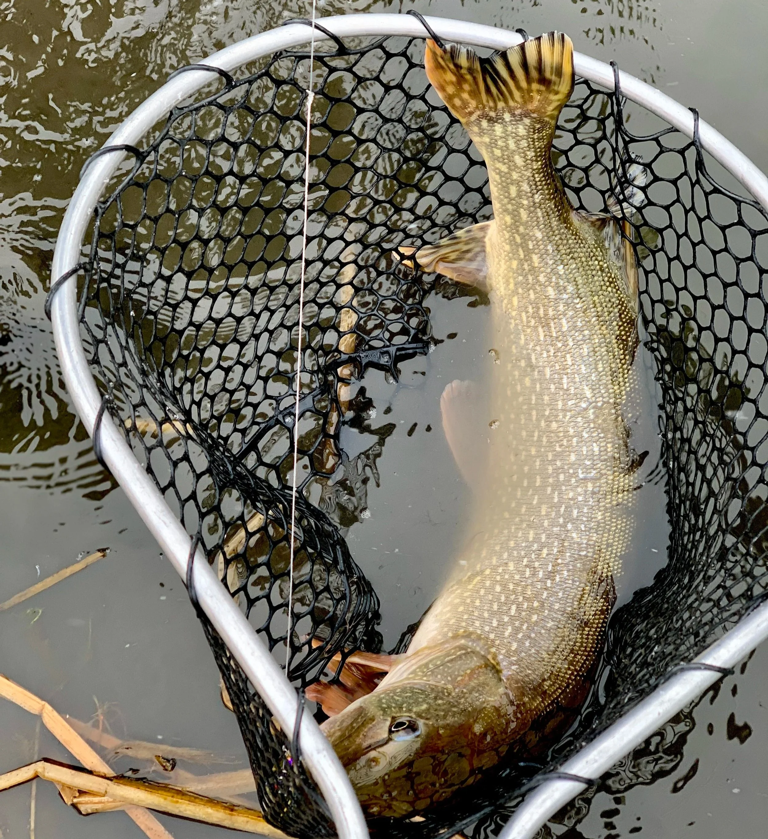 A fish lying in a black mesh fishing net that is inside a metal frame, floating on water.