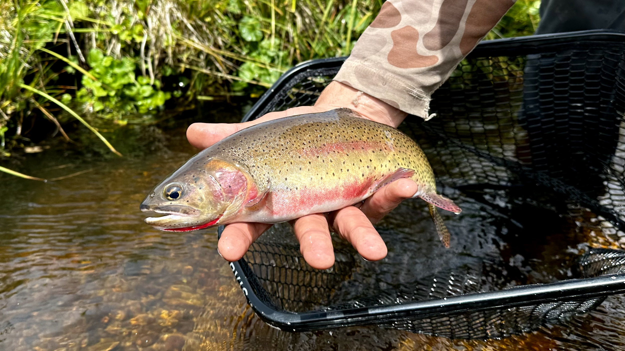 A person holding a rainbow trout over a shallow stream, with the fish partially resting on a black fishing net.