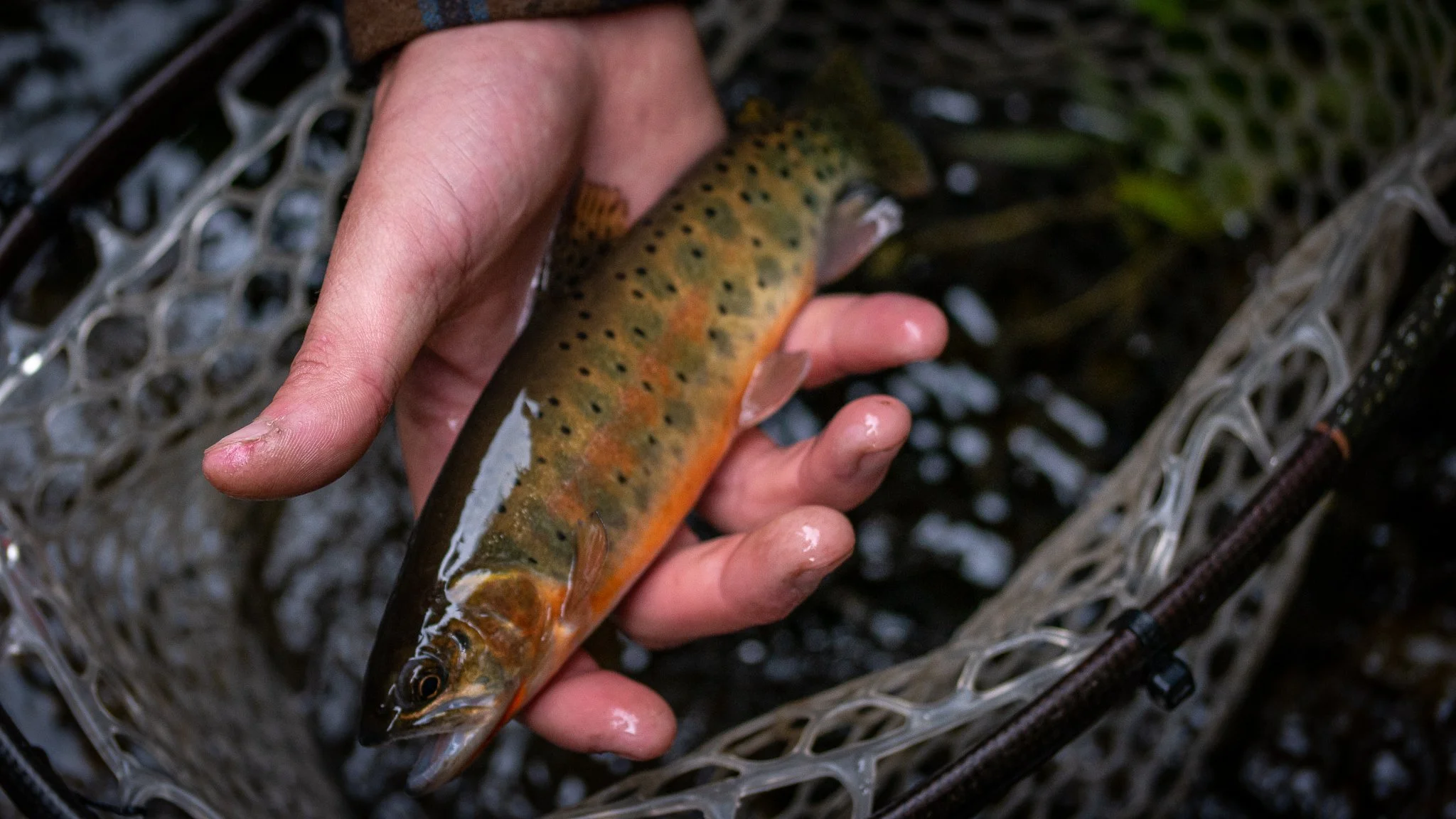 A hand holding a small rainbow trout over a fishing net