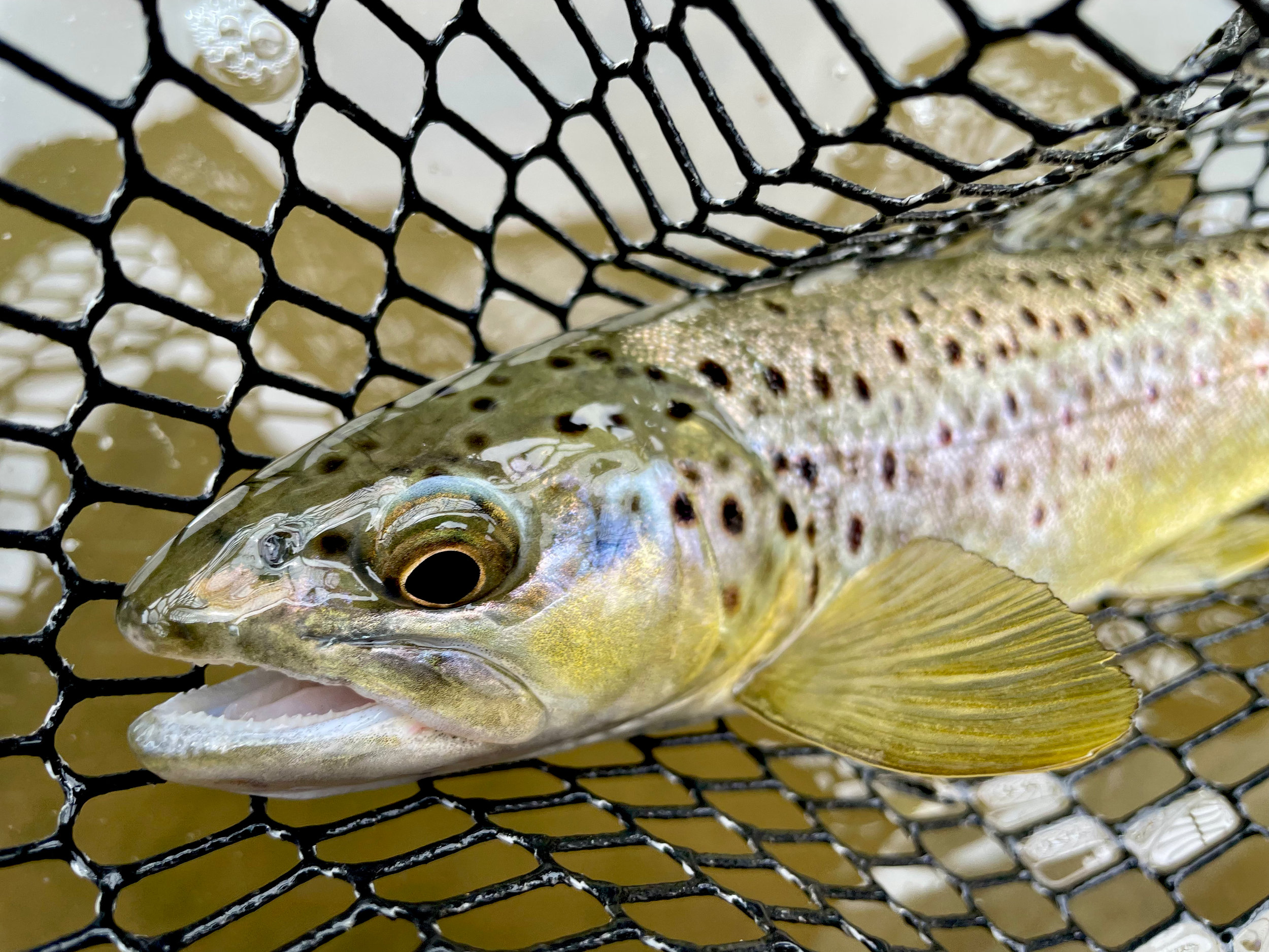 Close-up of a fish caught in a black net, with a visible eye and colorful, speckled body.