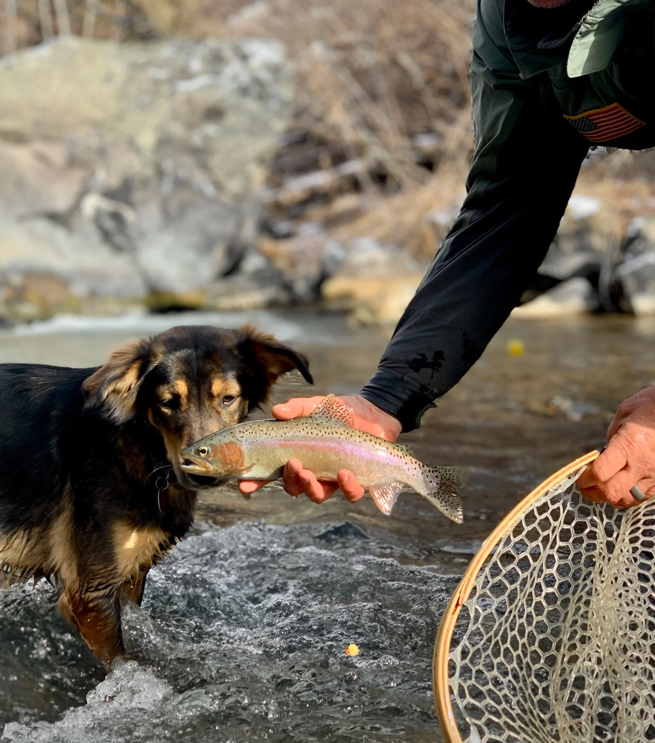 Dog, net, rainbow trout, red river, new mexico