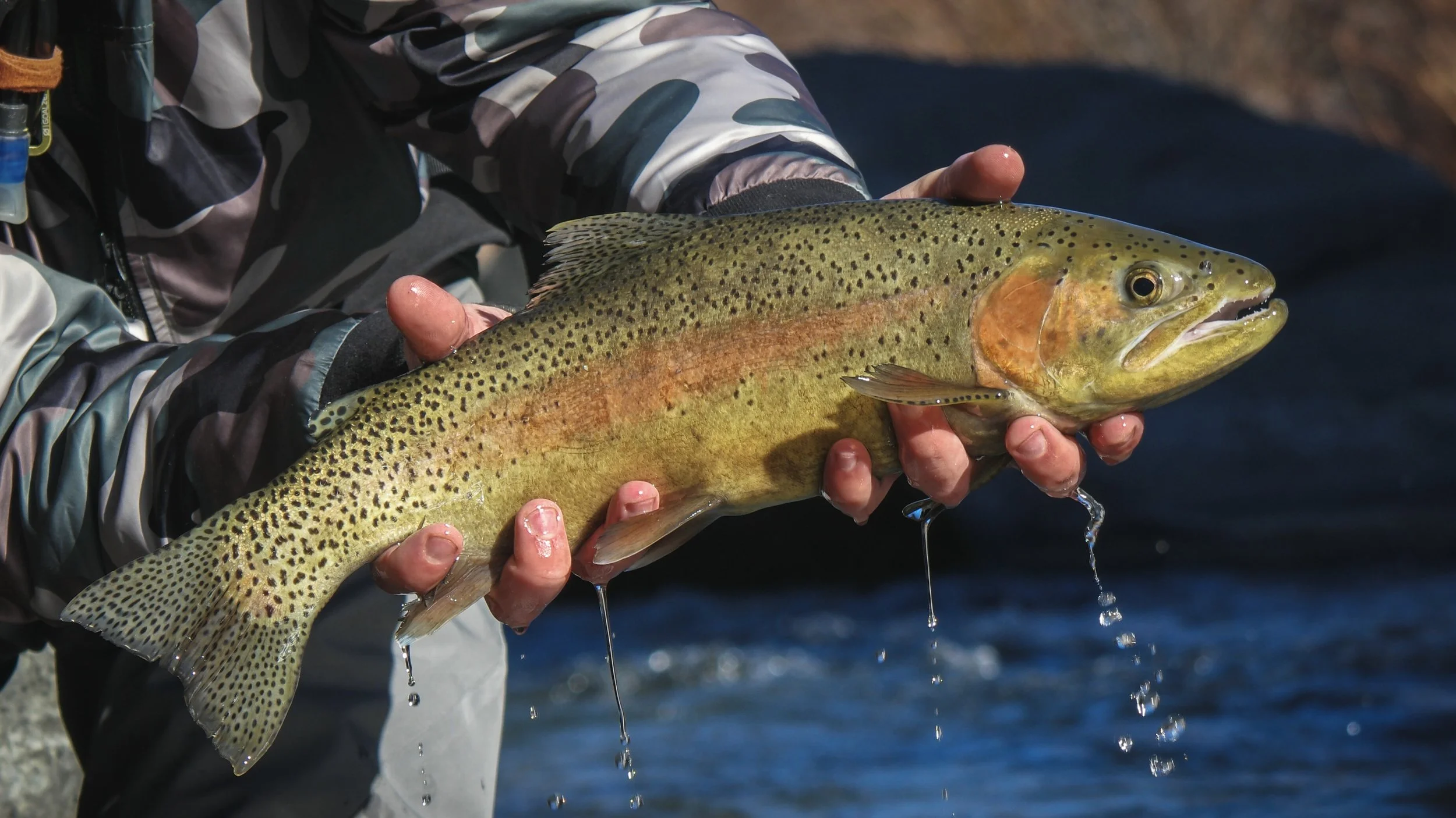 A person holding a large rainbow trout fish above the water with both hands. The fish has a colorful, speckled body and is dripping water.