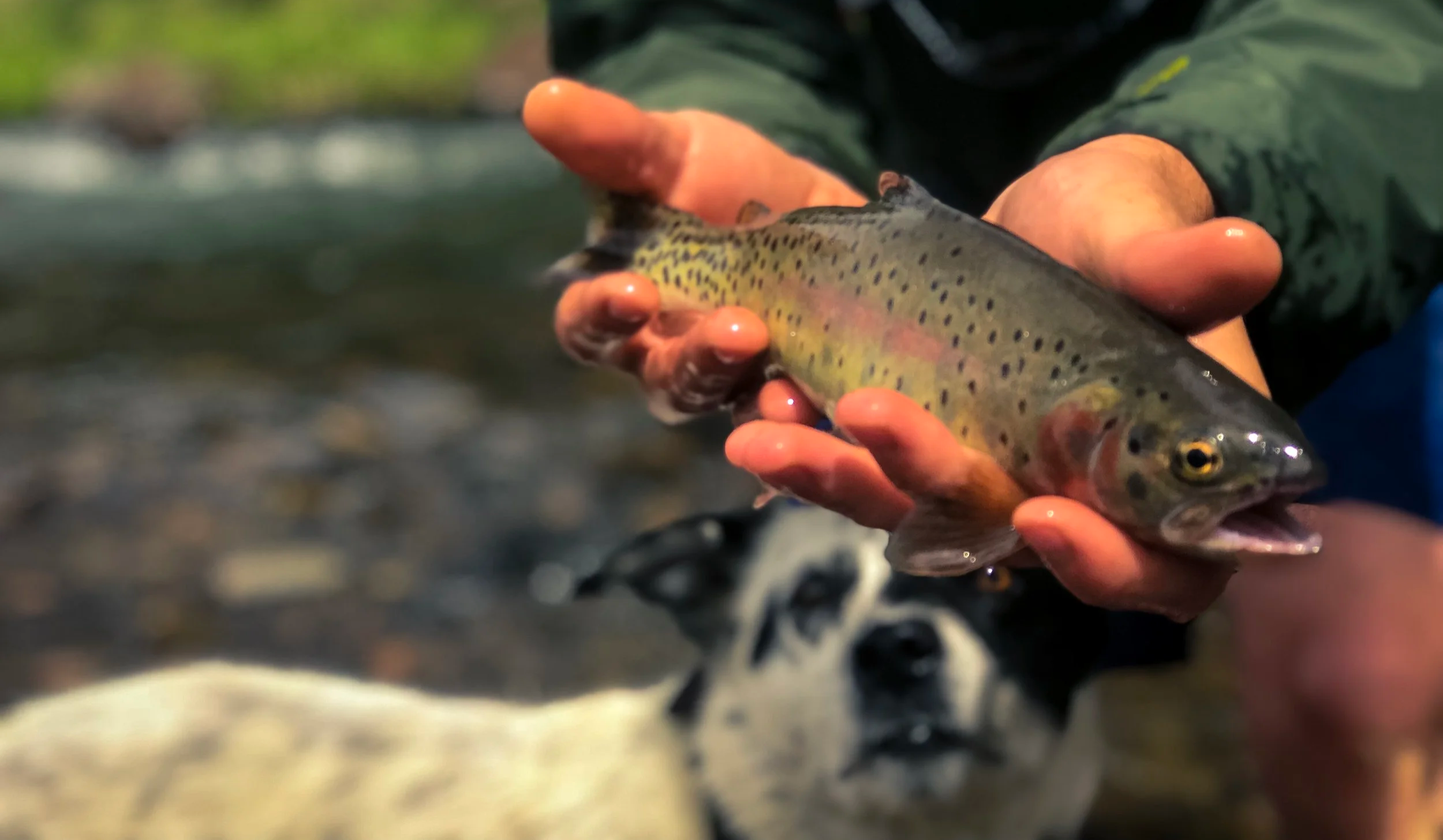 Person holding a rainbow trout over a river with an outdoor background.