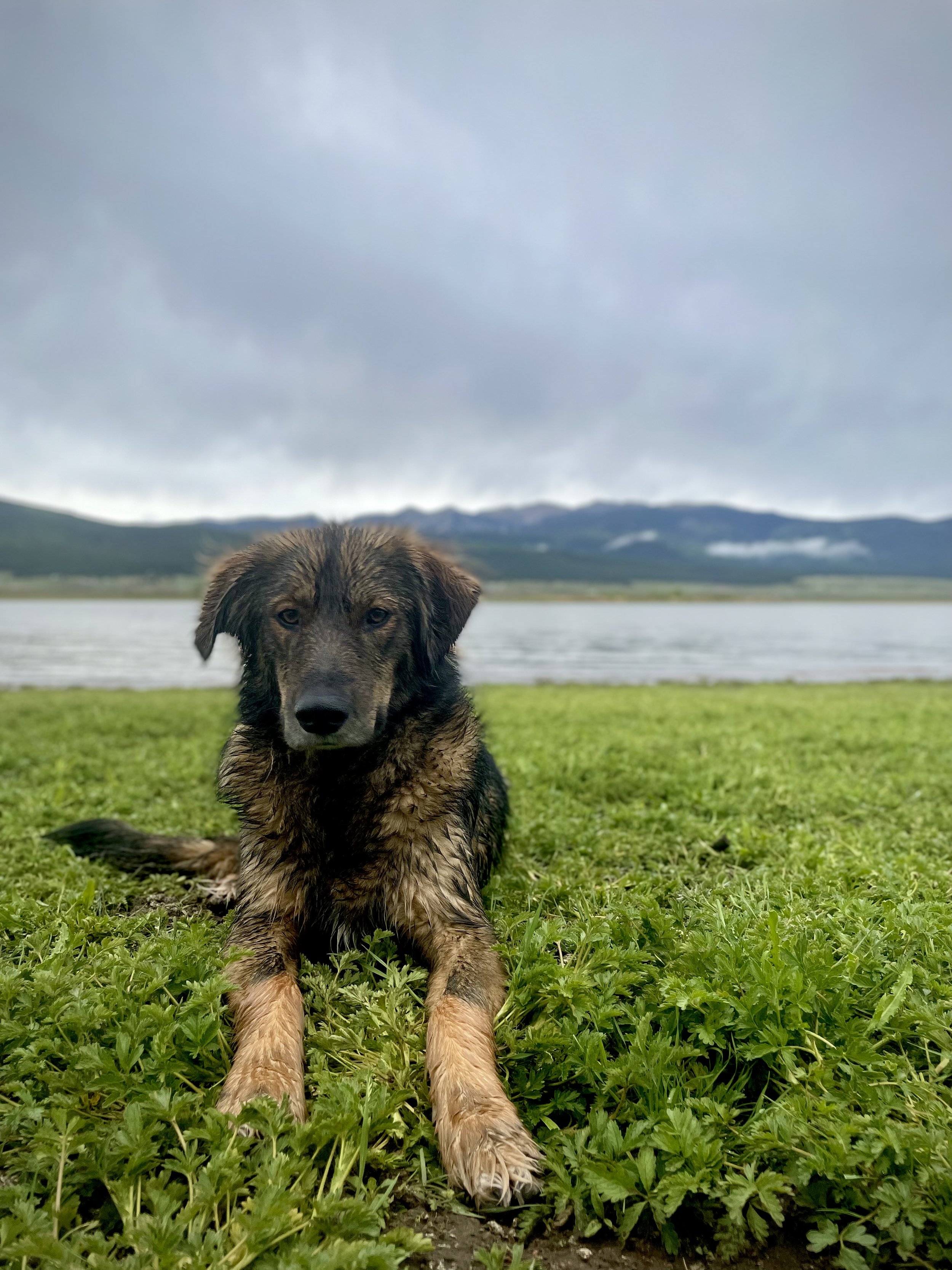 Wet brown and black puppy lying on green grass near a body of water with mountains and cloudy sky in the background.