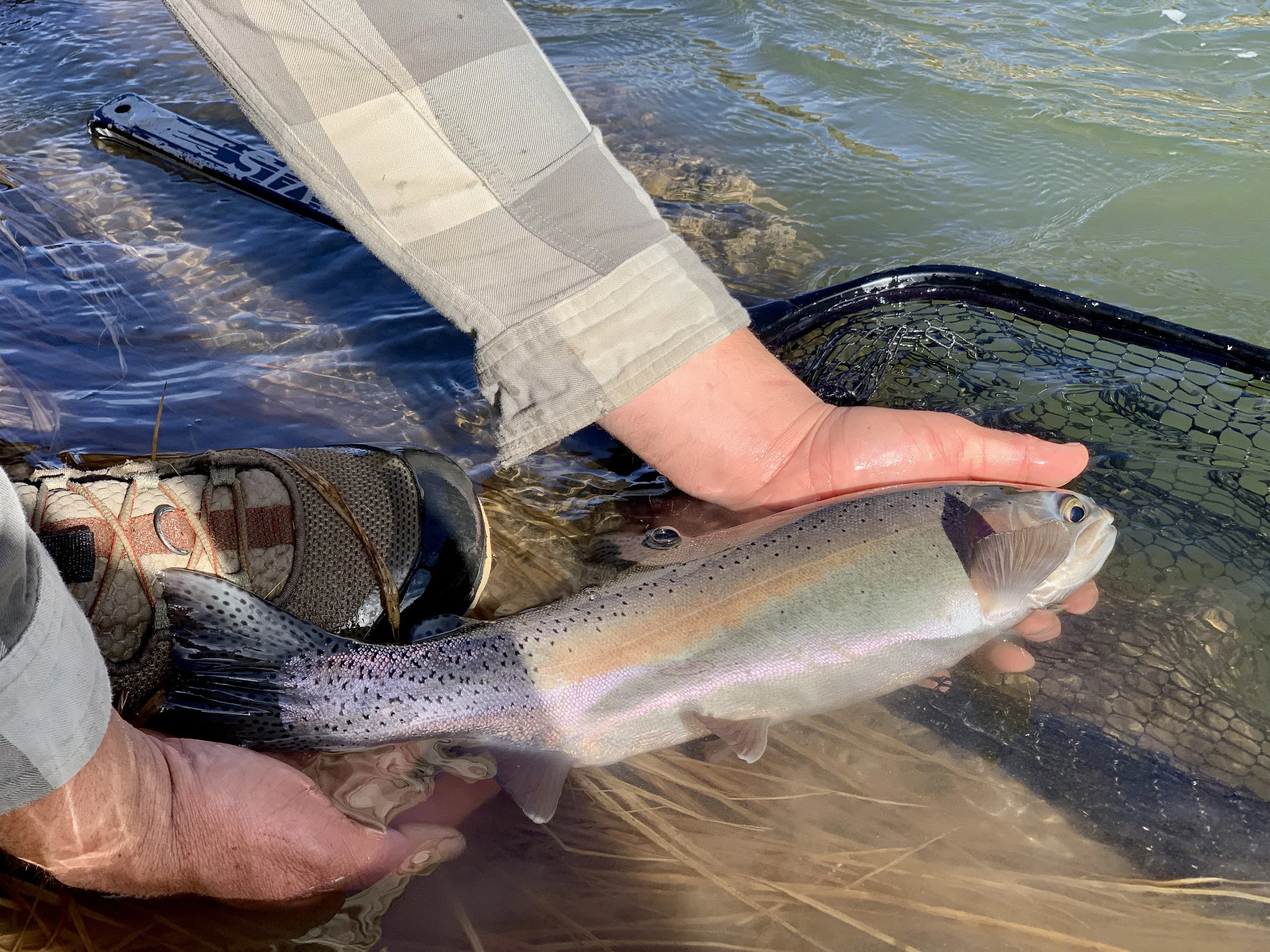 Person holding a freshly caught rainbow trout near the water's edge, with a fishing net nearby.