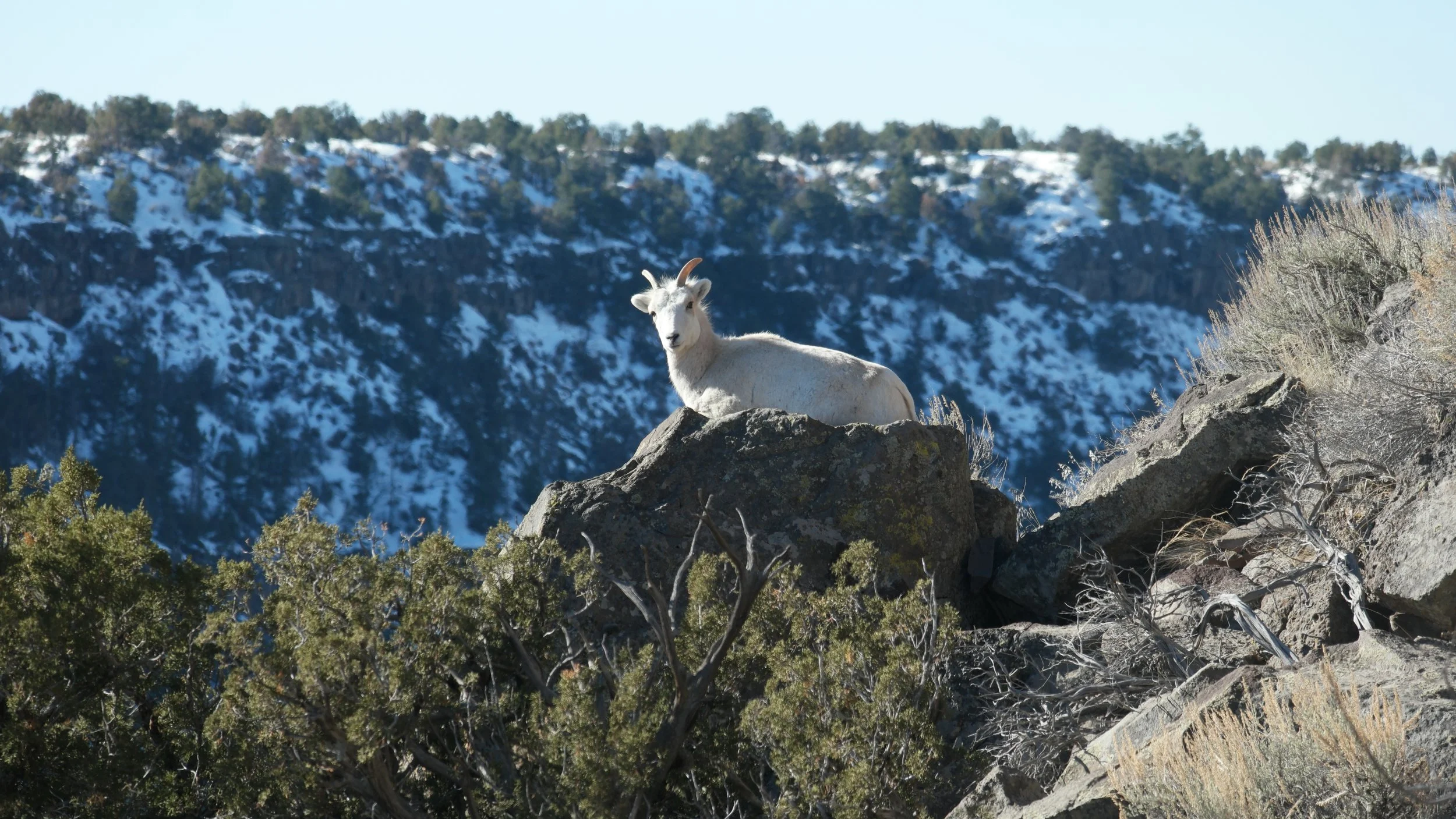 A mountain goat resting on a large rock in a rocky, shrub-filled landscape with snow-covered hills and trees in the background