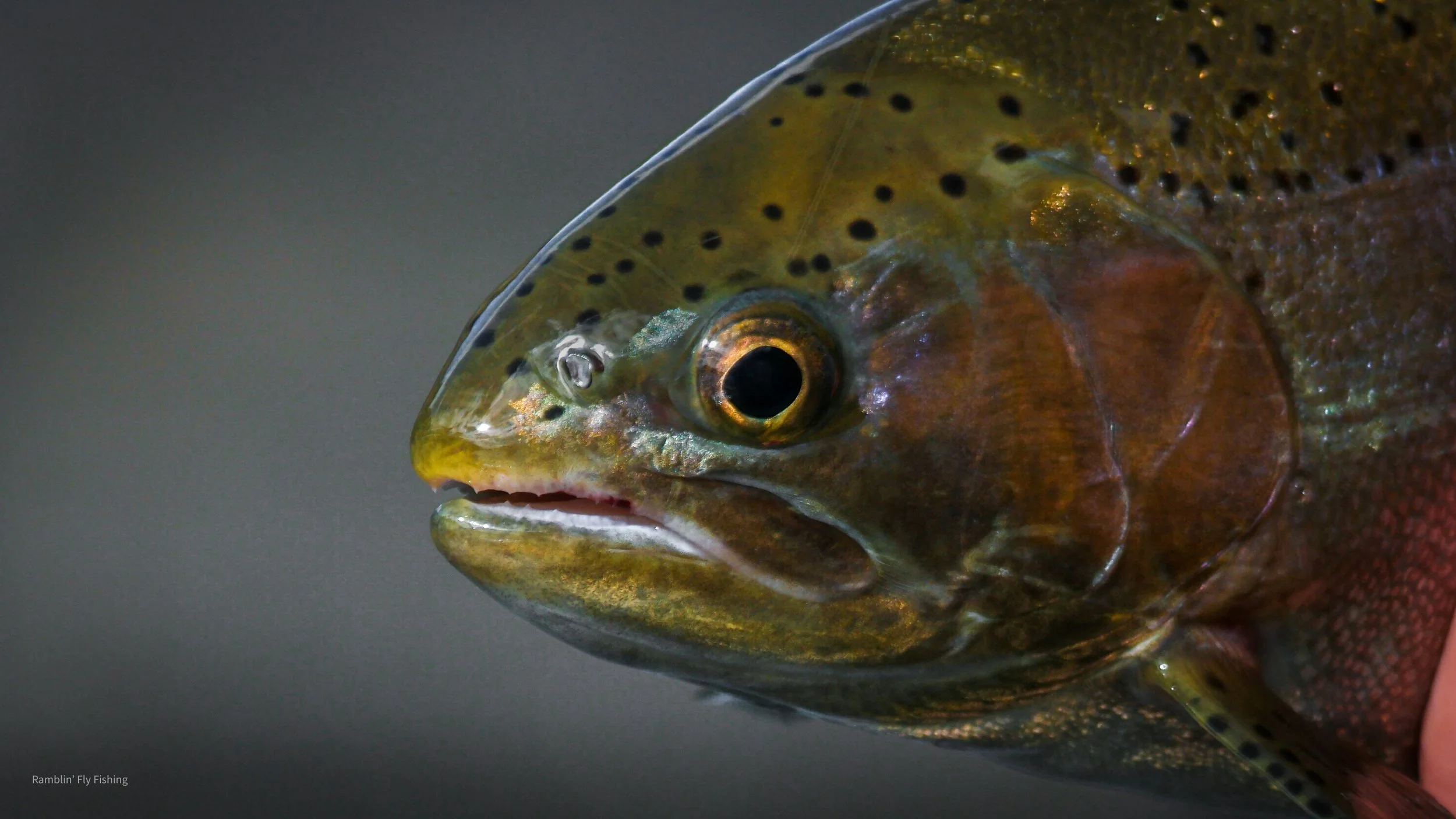 Close-up of a rainbow trout fish head showing its eye, mouth, colorful scales, and spots.