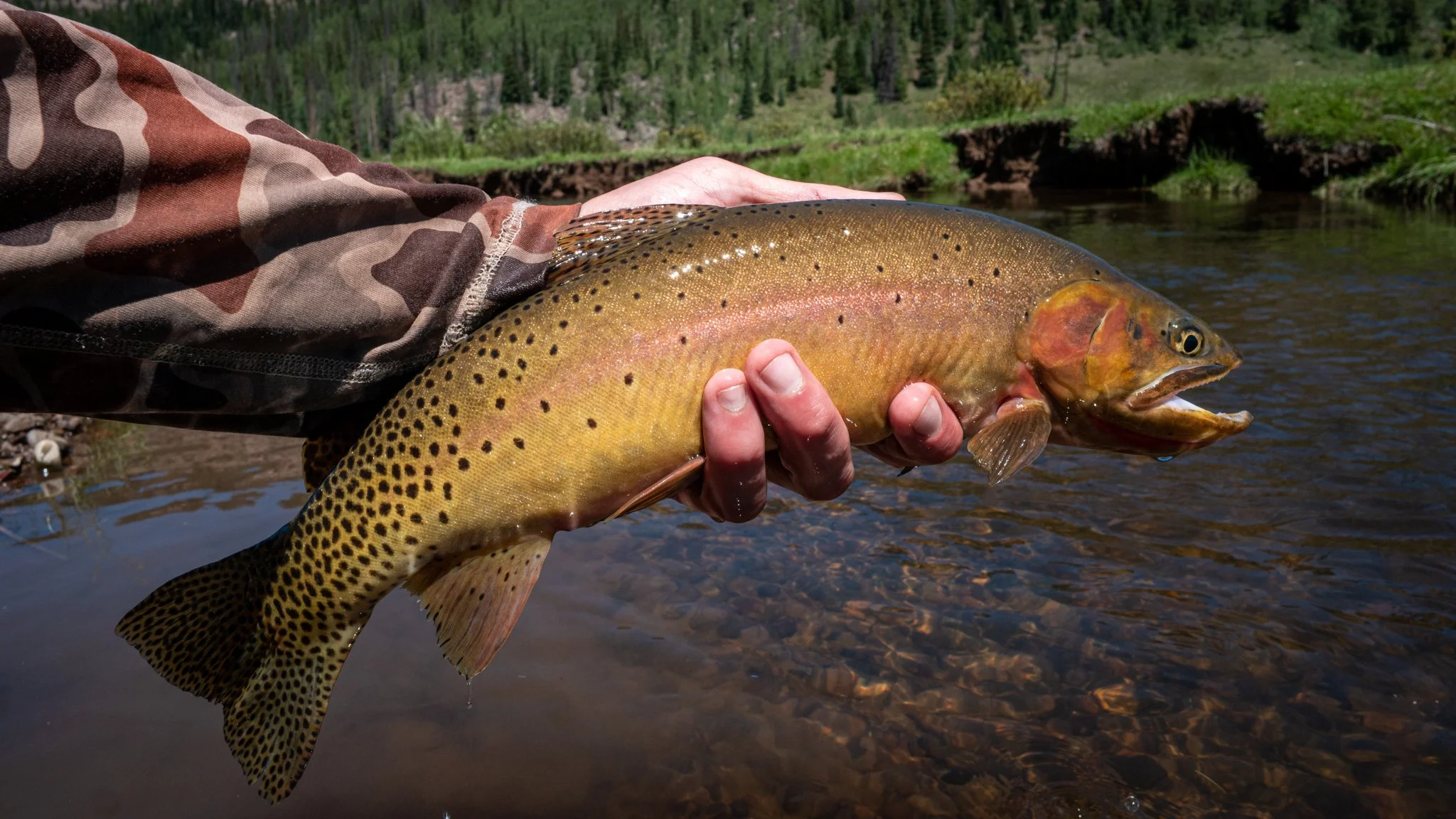 Person holding a large rainbow trout over a river with forested landscape in the background.