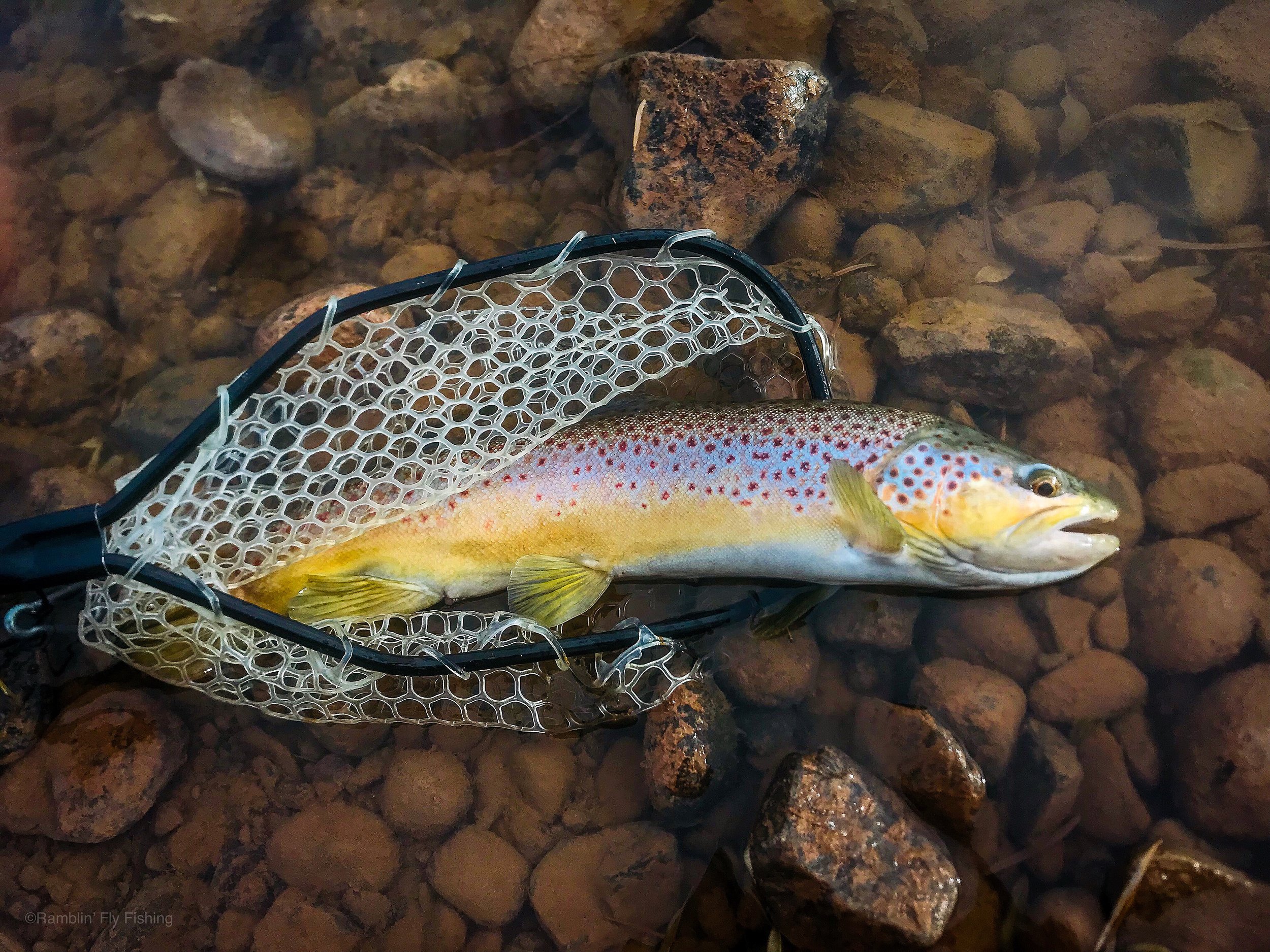 A rainbow trout caught with a fishing net, lying on a bed of rocks under water.