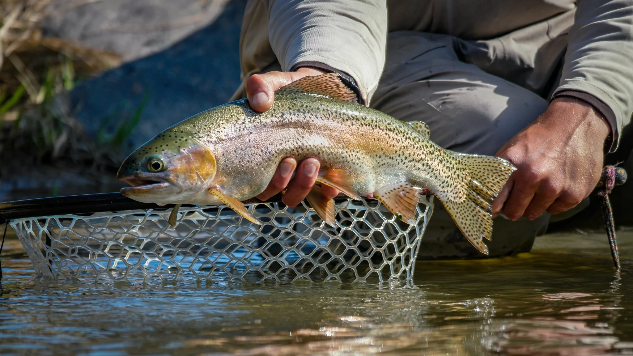 A person in outdoor clothing holding a freshly caught rainbow trout over a fishing net in a river.