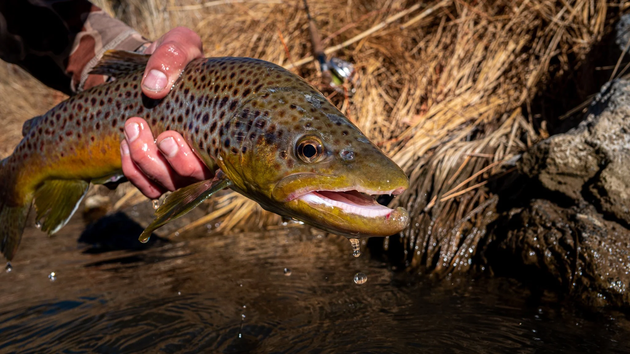 A person holding a freshly caught brown trout fish over a body of water with dry grass and rocks in the background.