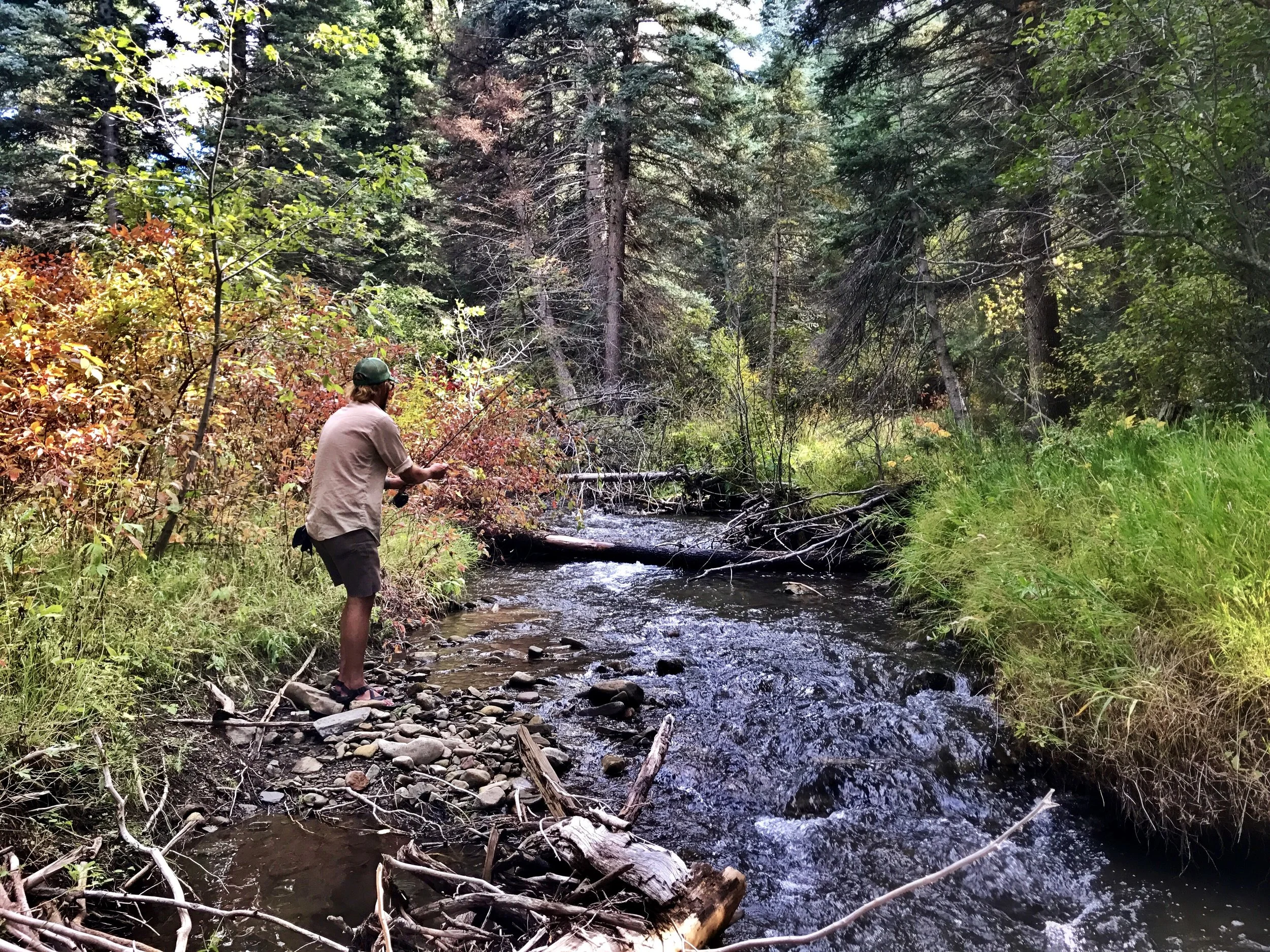 A person fishing in a small, rocky creek surrounded by dense green trees and foliage.