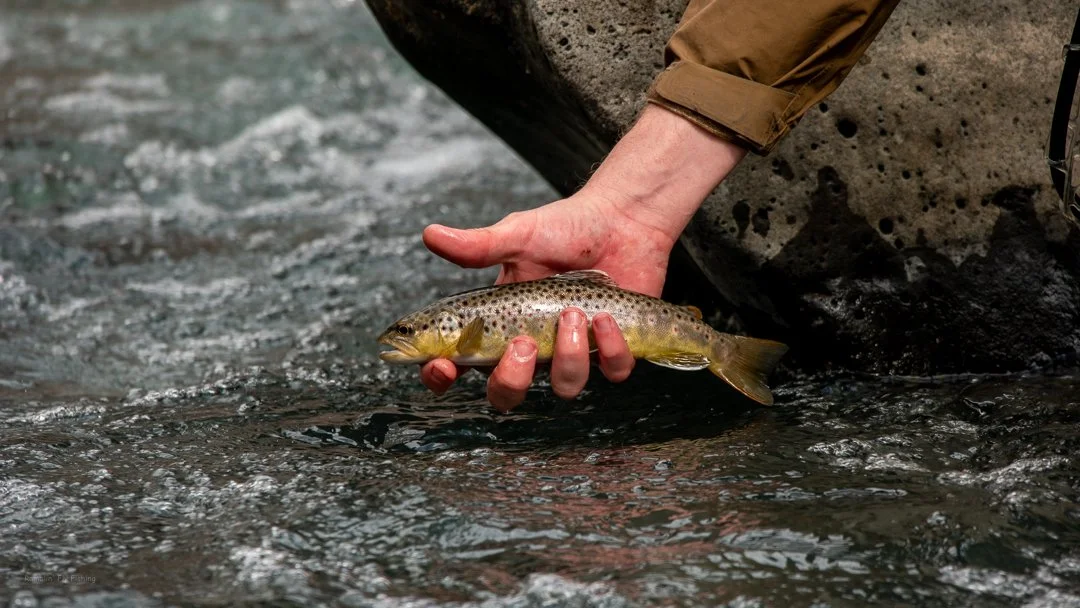 A person in outdoor gear holding a small brown and yellow fish with a speckled pattern near a riverbank.