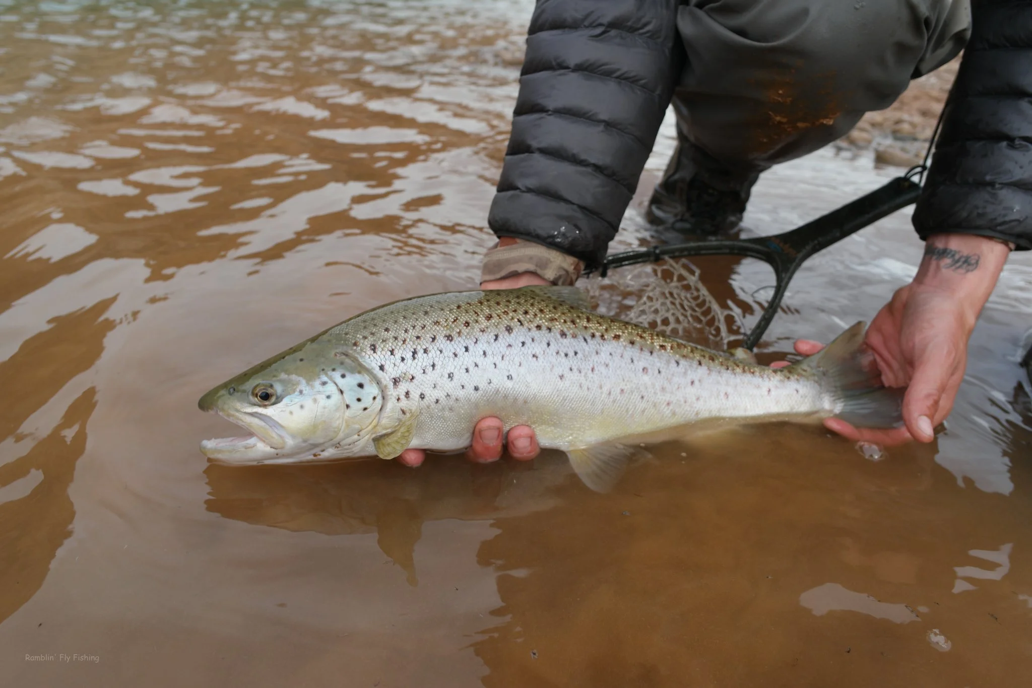 Person holding a large rainbow trout fish in shallow water, with a fishing net nearby.