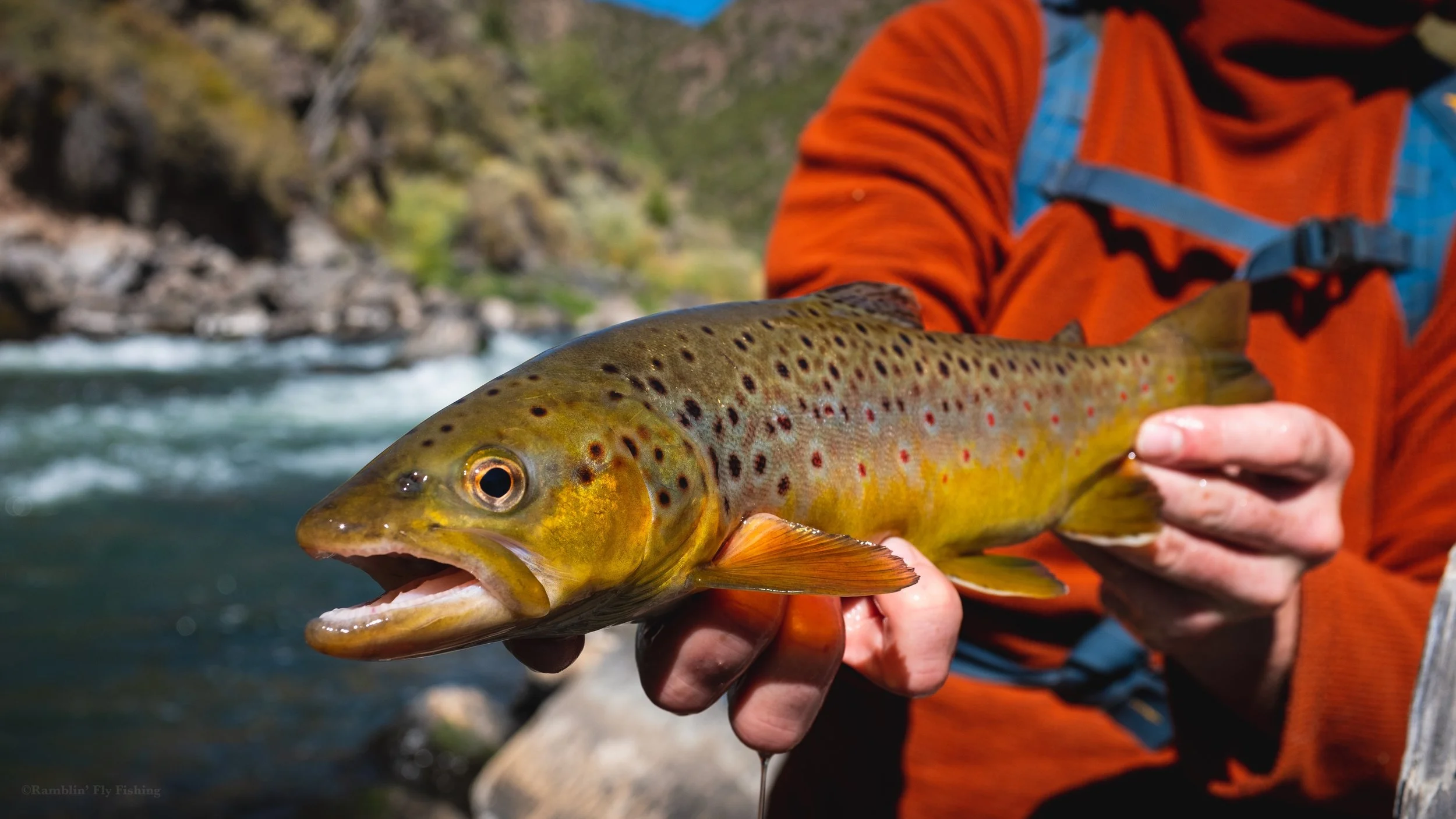 Person holding a colorful brown trout fish outdoors near a river with rocks and water in the background.