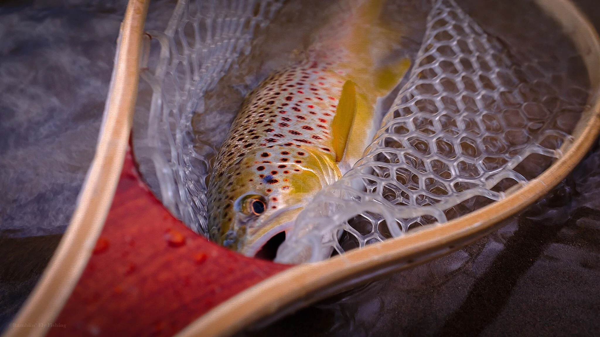 A brown and yellow spotted fish in a net with a honeycomb pattern, on a dark surface.