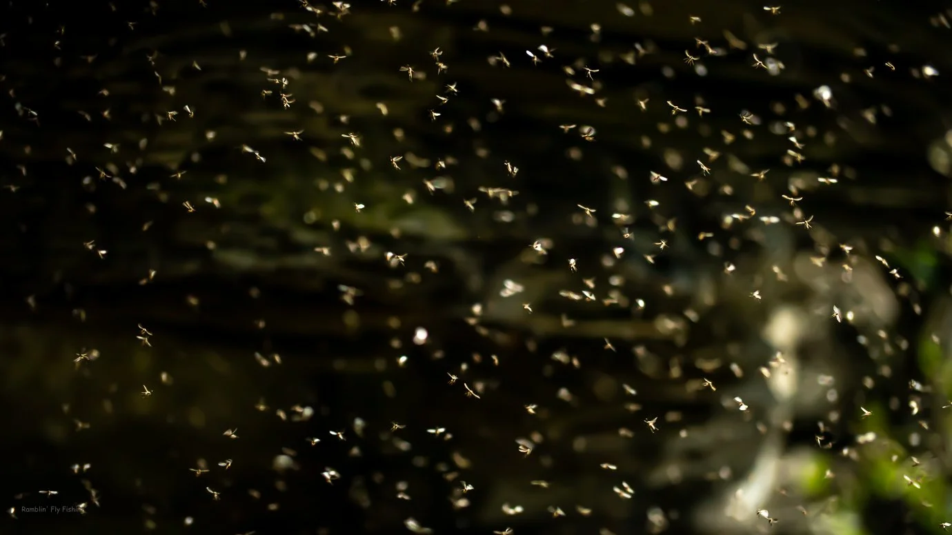 A large swarm of insects flying in the air at night, with some light reflections on their wings.
