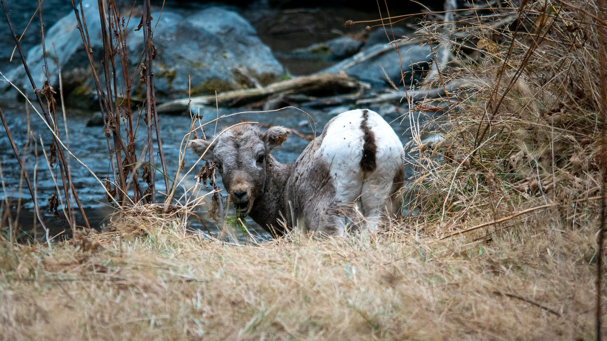 Young calf standing near a creek in a dry, grassy area with rocks and bushes.