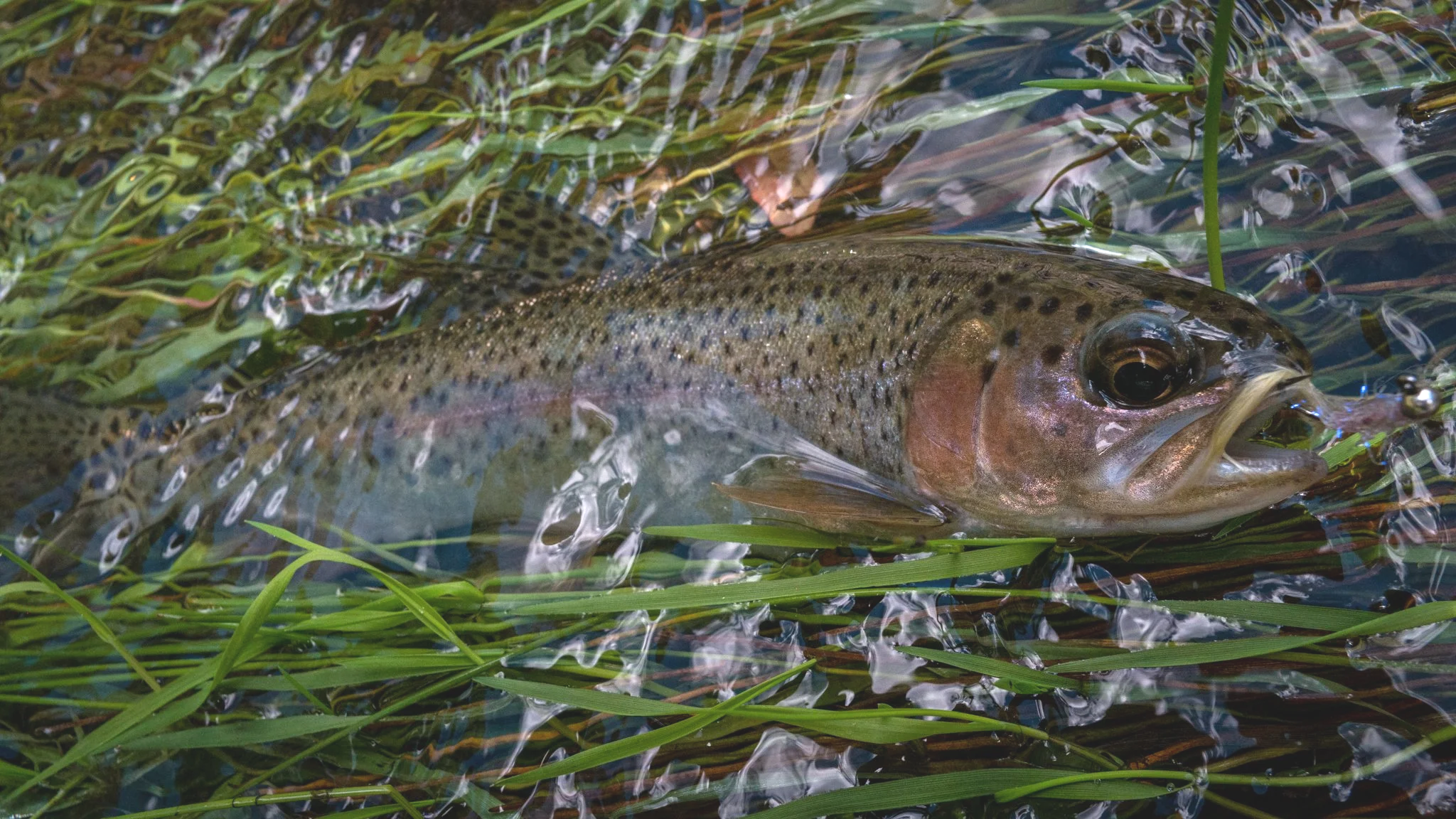 A fish with spots and a large eye in shallow water among green grass and aquatic plants