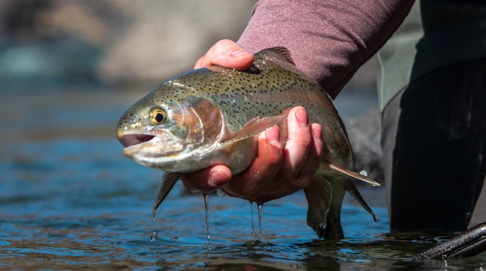 Person holding a rainbow trout over water.