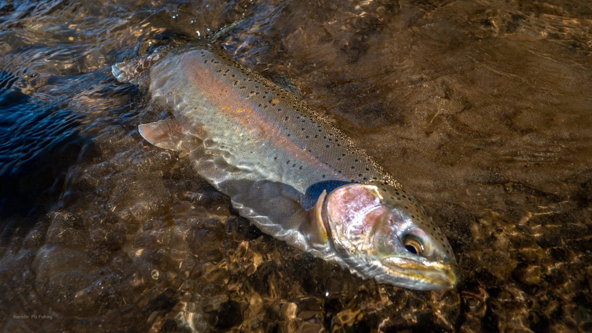 A large fish with a speckled body and a pinkish stripe lying in shallow water over a rocky bottom.