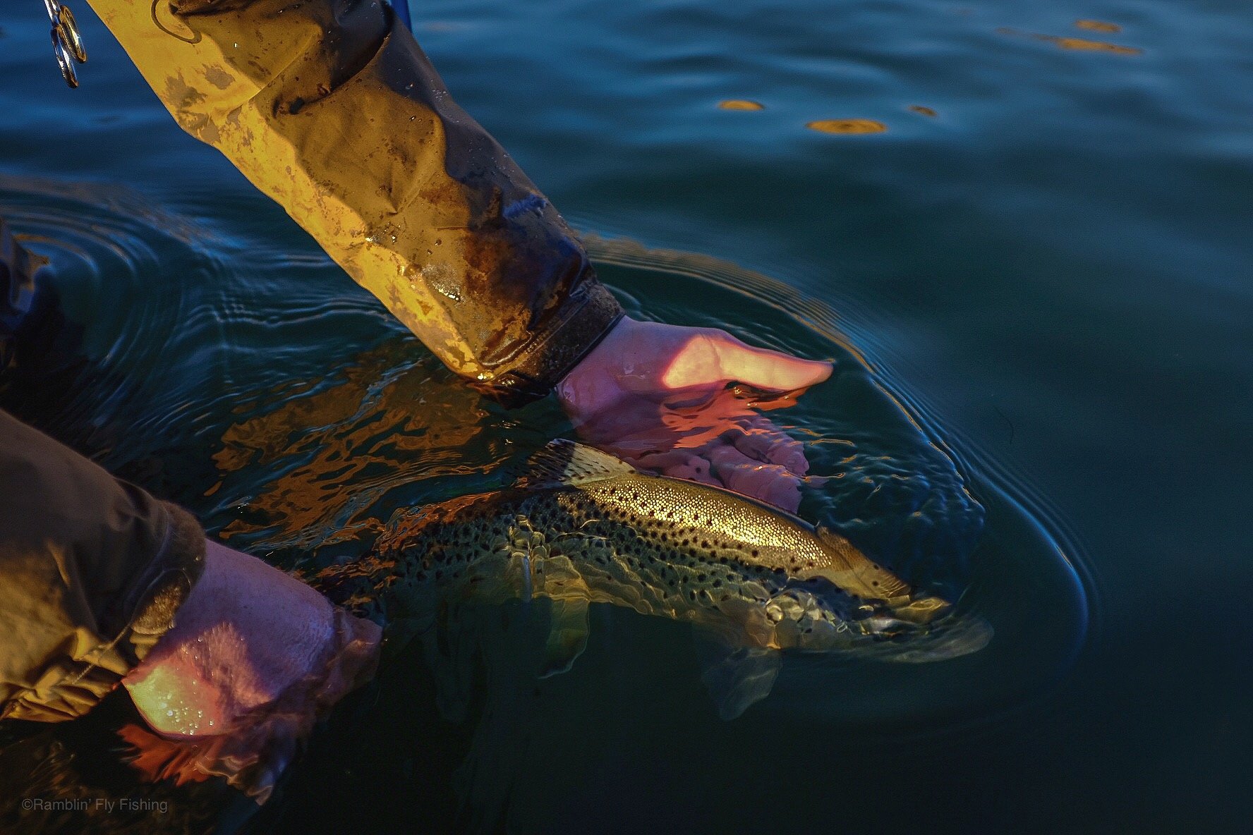 A person releasing a rainbow trout into the water during a fishing trip.
