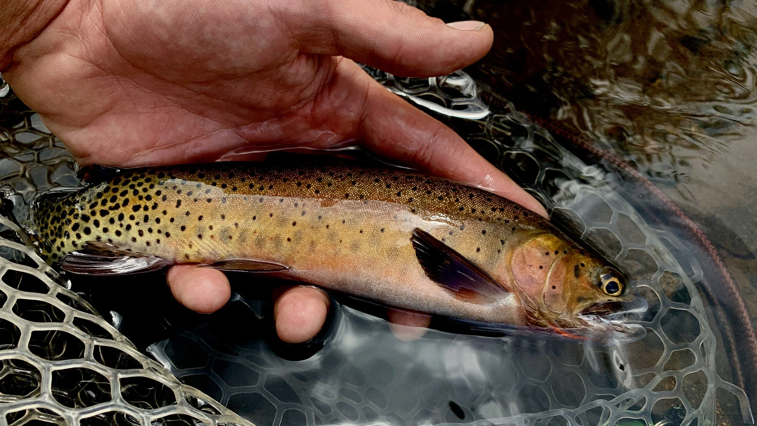 A person's hand holding a rainbow trout in a net submerged in water.