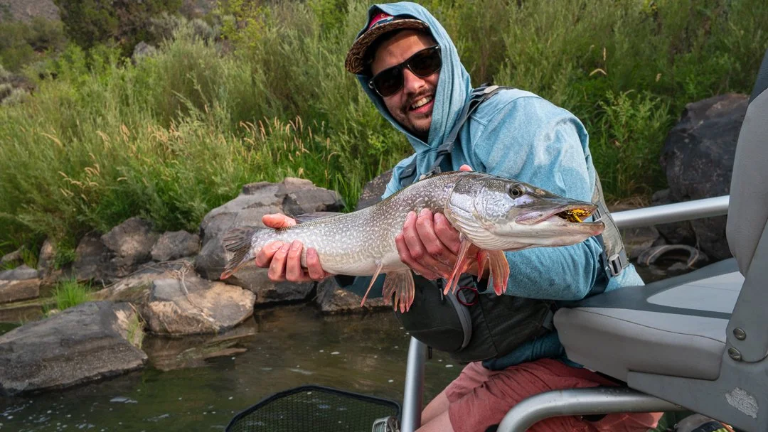 A man wearing sunglasses, a hoodie, and a hat, sitting on a boat, holding a large fish with a yellow and black lure in its mouth, near a rocky riverbank with green vegetation.