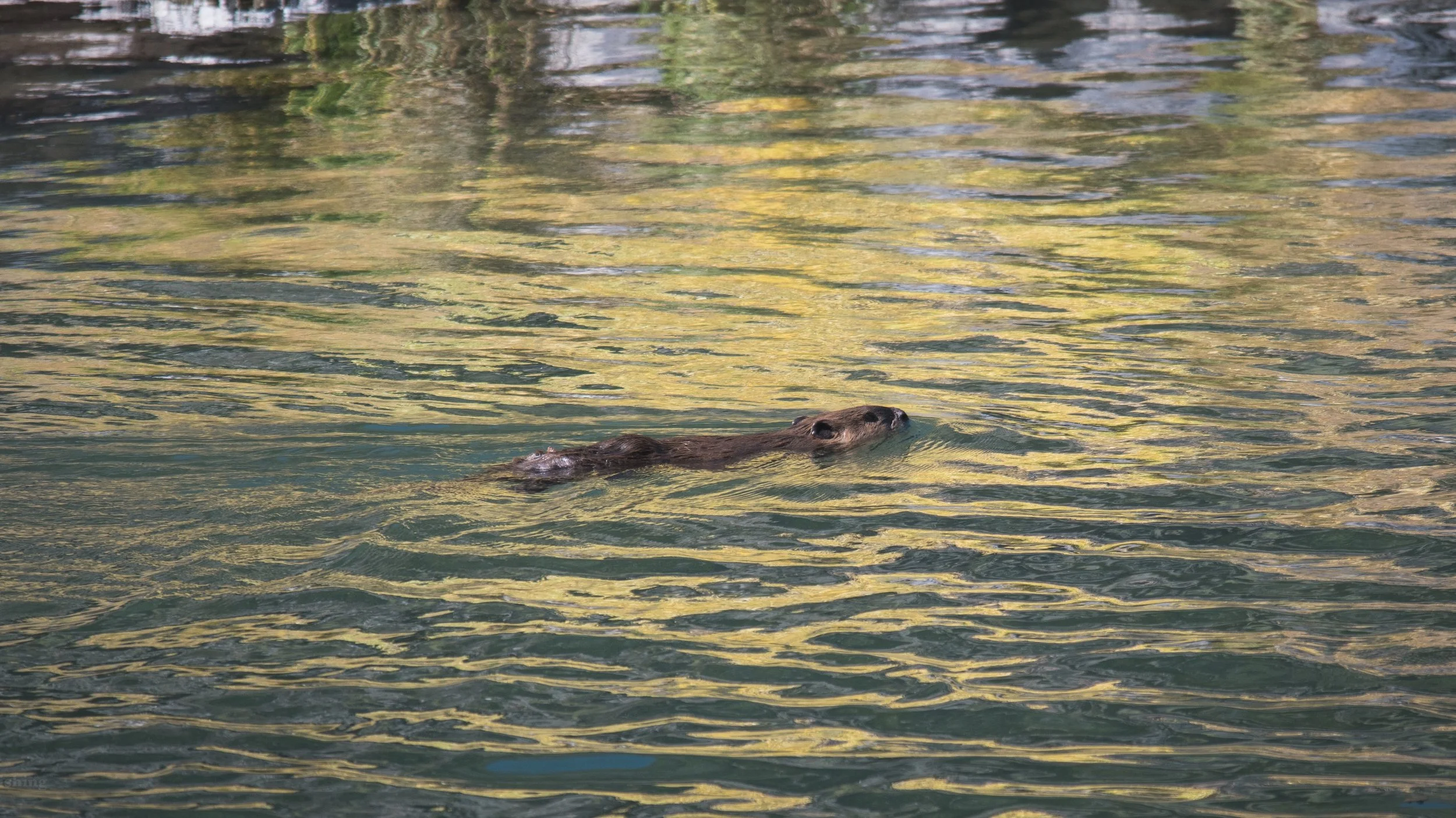 A beaver swimming in a body of water with reflections of trees and sky on the surface.