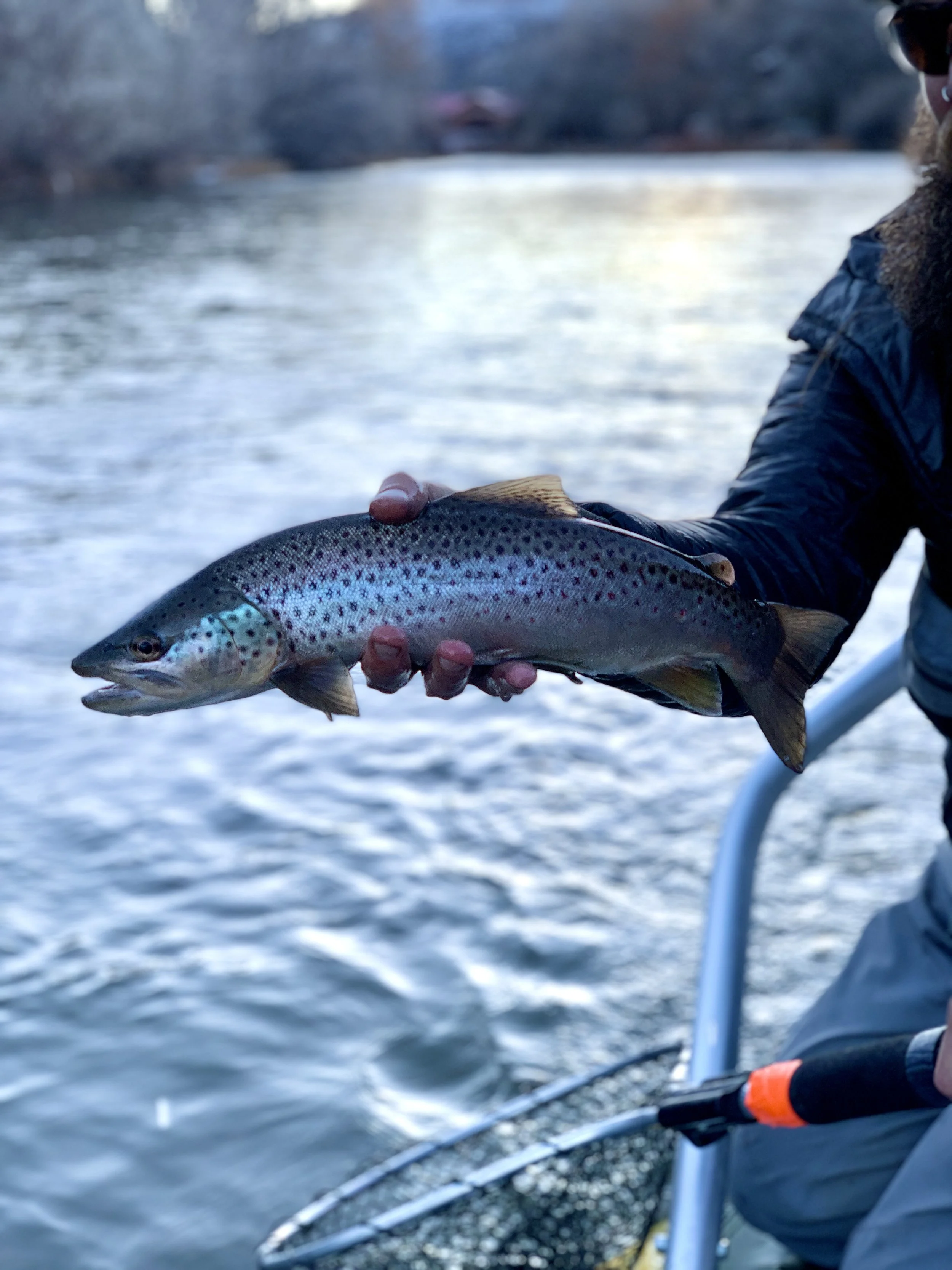 Person holding a freshly caught rainbow trout over a body of water with a fishing net nearby.