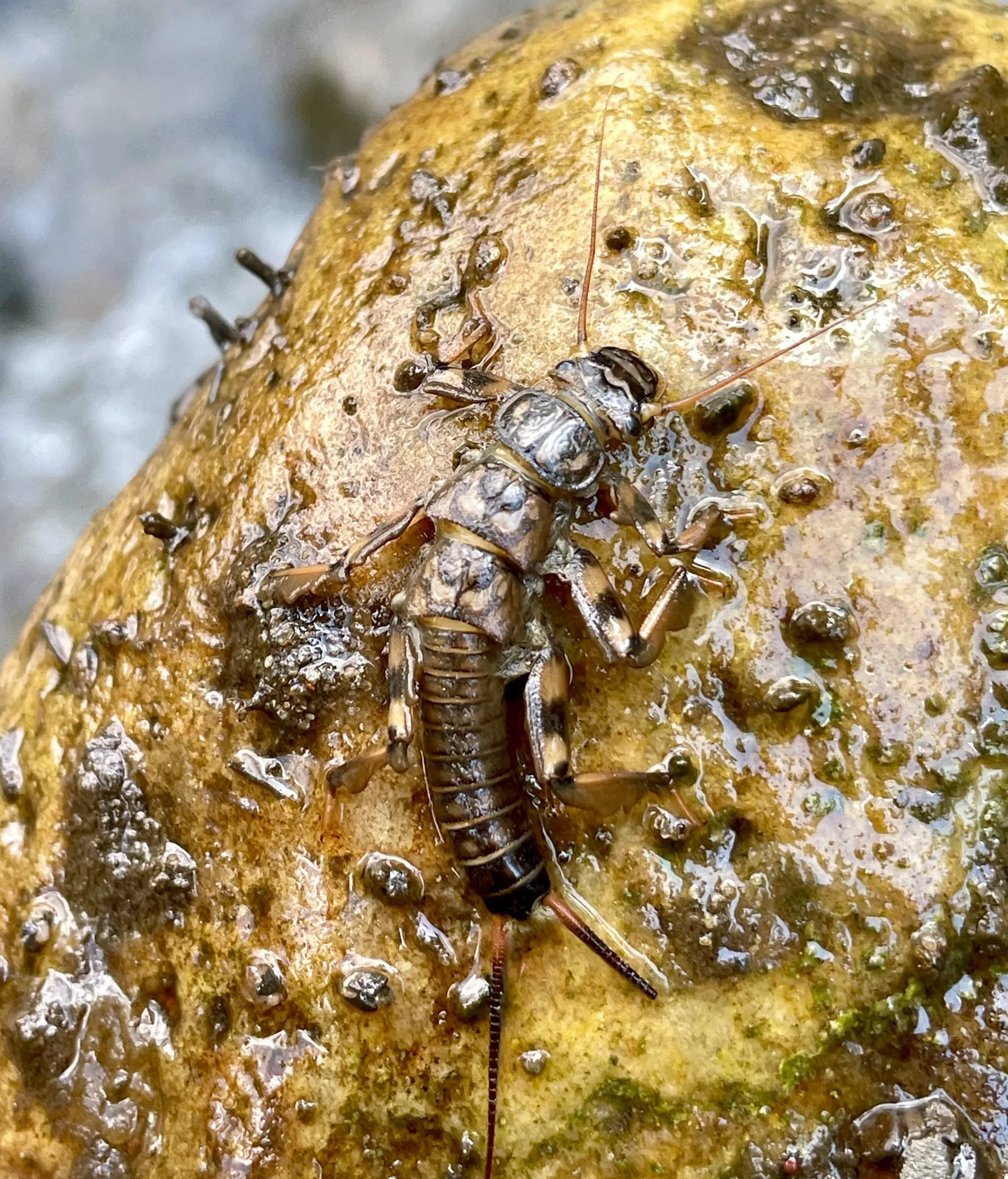 Close-up of a small black crustacean with antennae on a wet, rocky surface covered in small barnacles or similar marine organisms.
