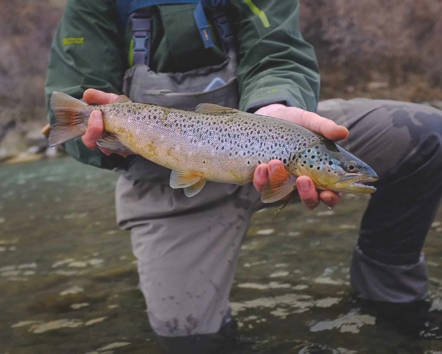 Person holding a freshly caught rainbow trout in a river.
