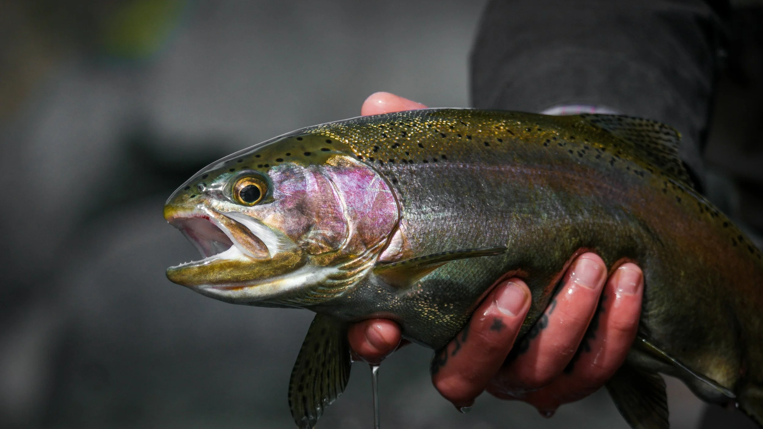A person holding a large rainbow trout fish with its mouth open, showcasing its colorful scales and fins.