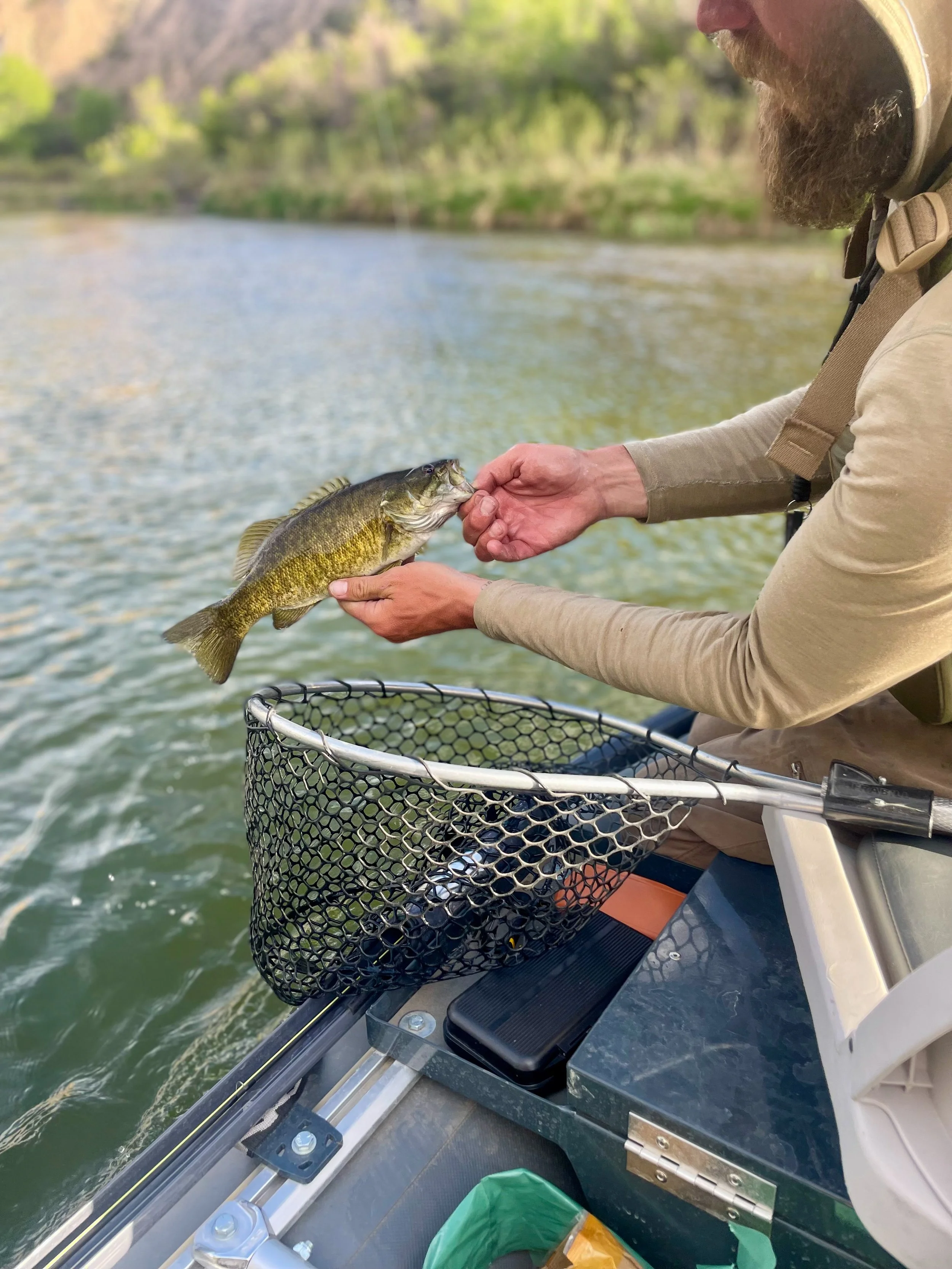 A person holding a freshly caught fish over a fishing net on a boat by a river, with trees in the background.