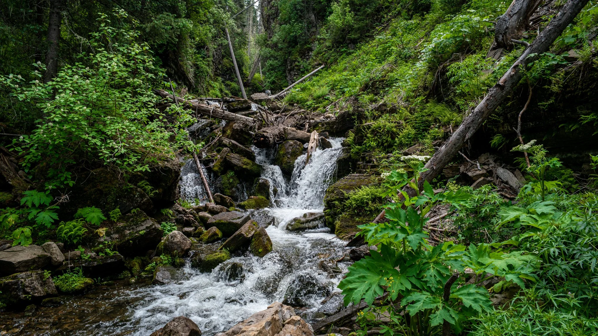 A small waterfall flowing over rocks surrounded by lush green forest vegetation.