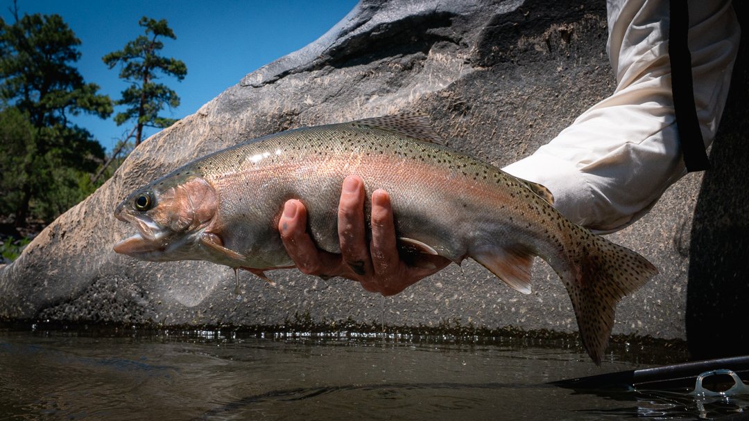 Person holding a large rainbow trout fish near a rocky riverbank with trees and a blue sky in the background.