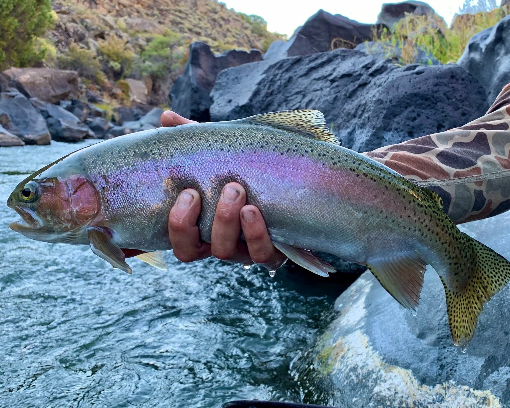 Person holding a rainbow trout over a river with rocks and trees in the background.
