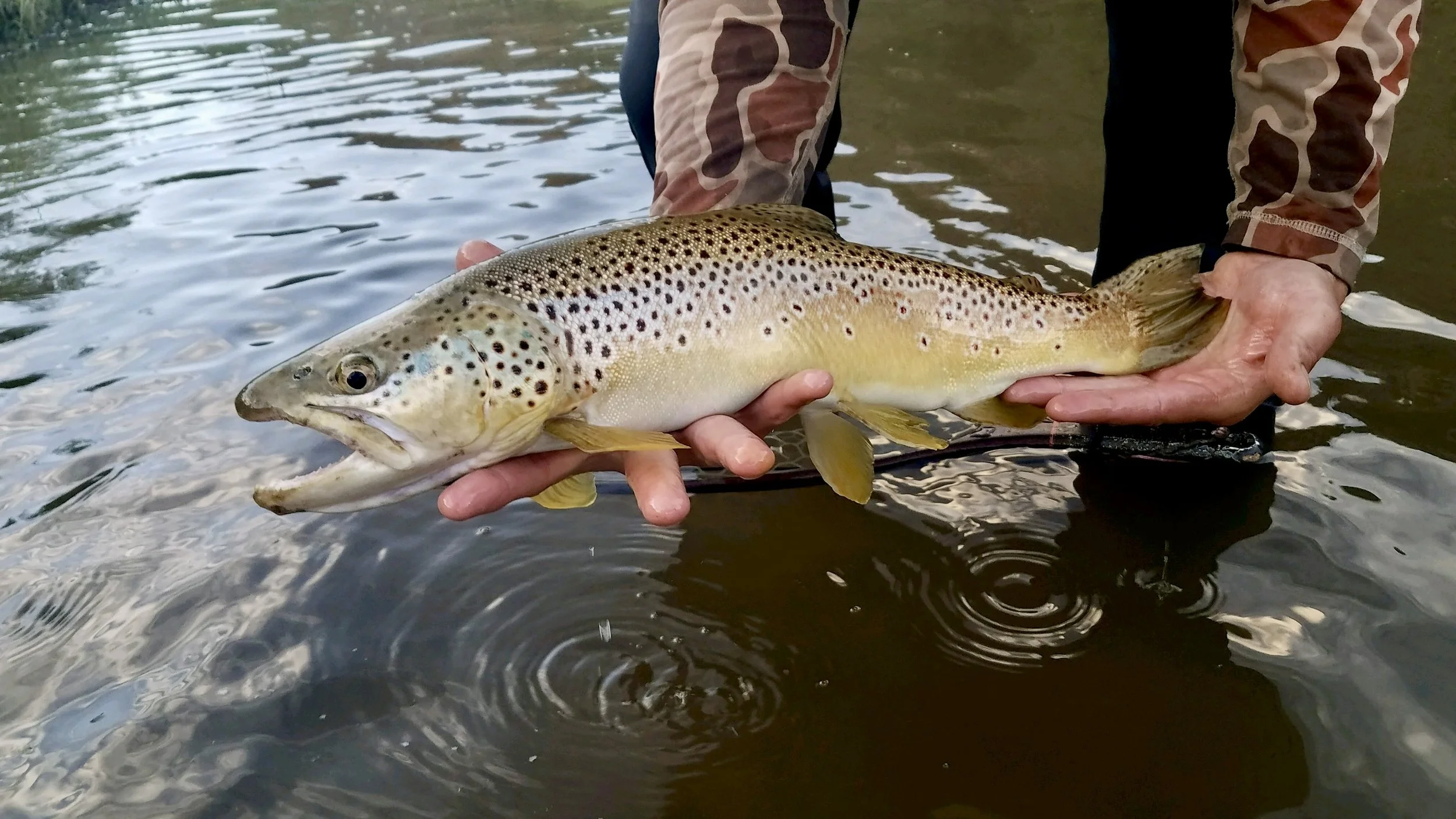 Person holding a large rainbow trout fish in a river.