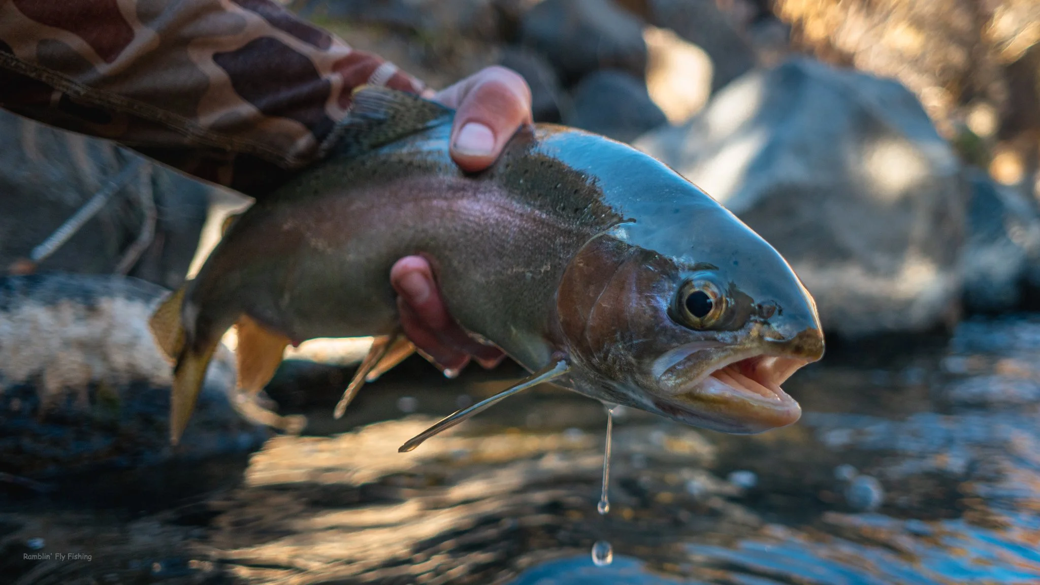 Person holding a freshly caught fish over water with rocks in the background.