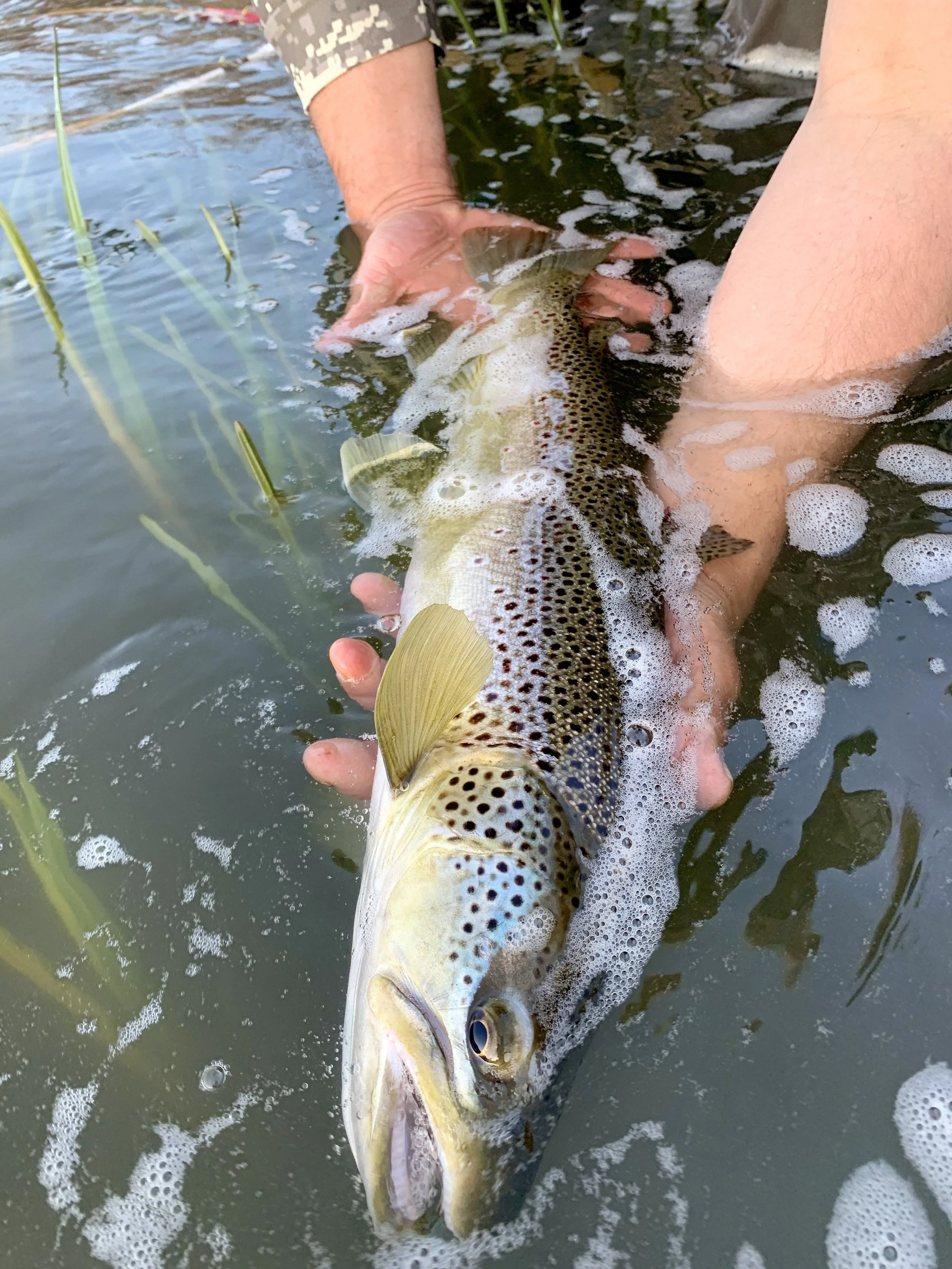 A person holding a large rainbow trout in shallow water near some green aquatic plants.