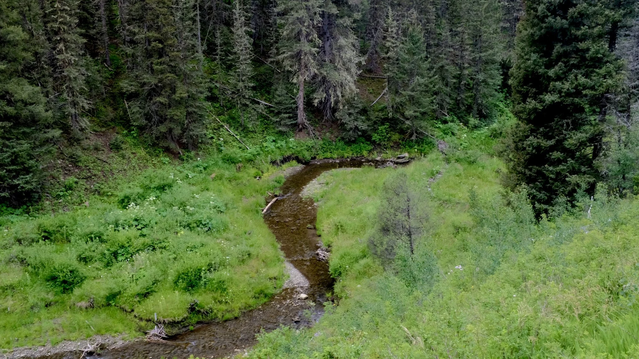 A small winding stream flowing through a lush green forested area with tall trees and dense foliage.
