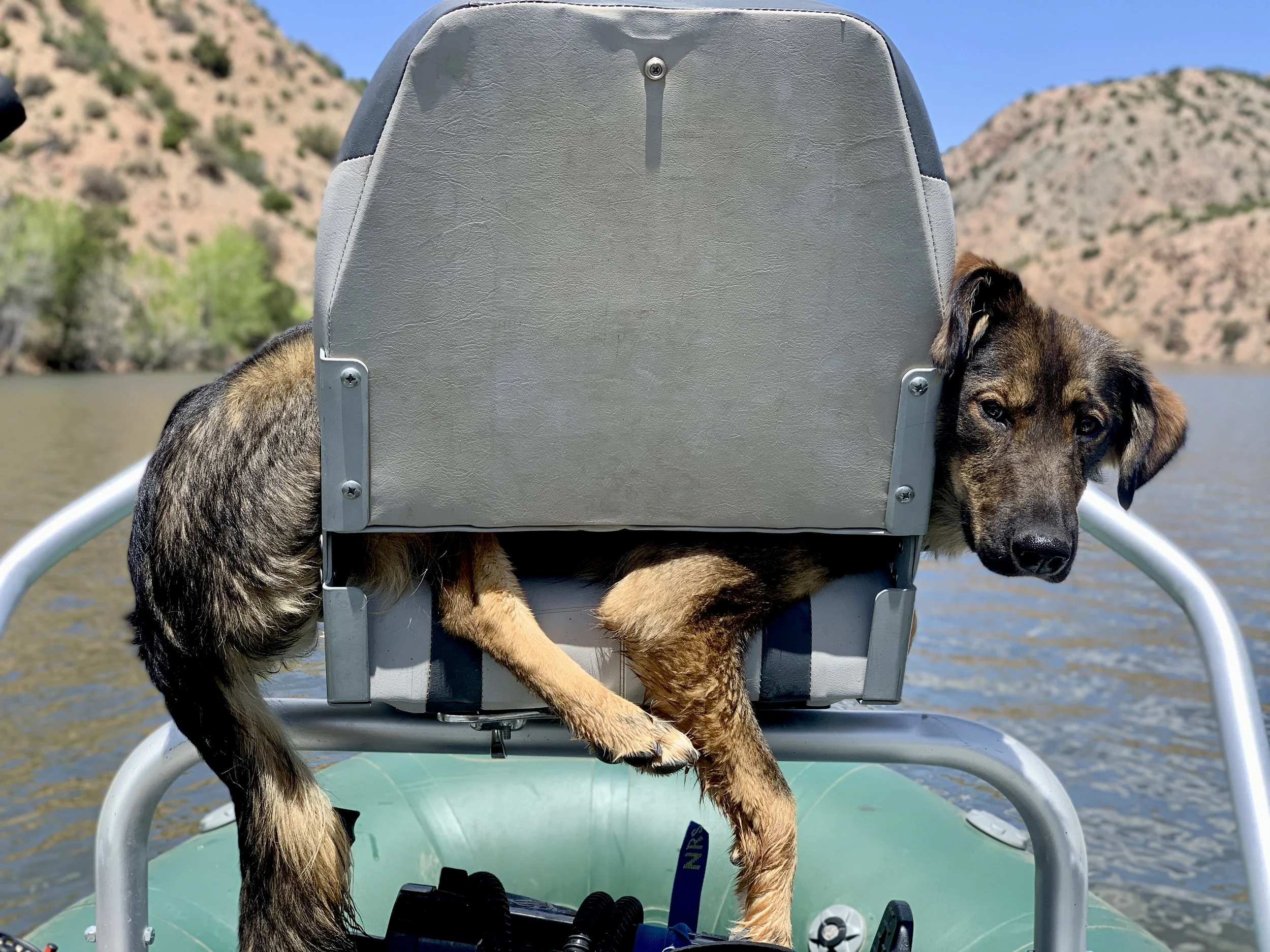 A dog peering over the side of a boat, with its body partially under a seat, on a lake with mountains and trees in the background.