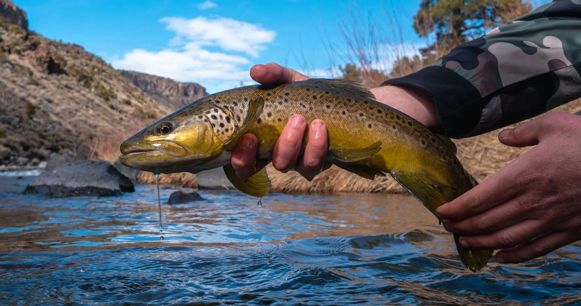A person holding a freshly caught brown trout over a river with mountains in the background on a clear day.