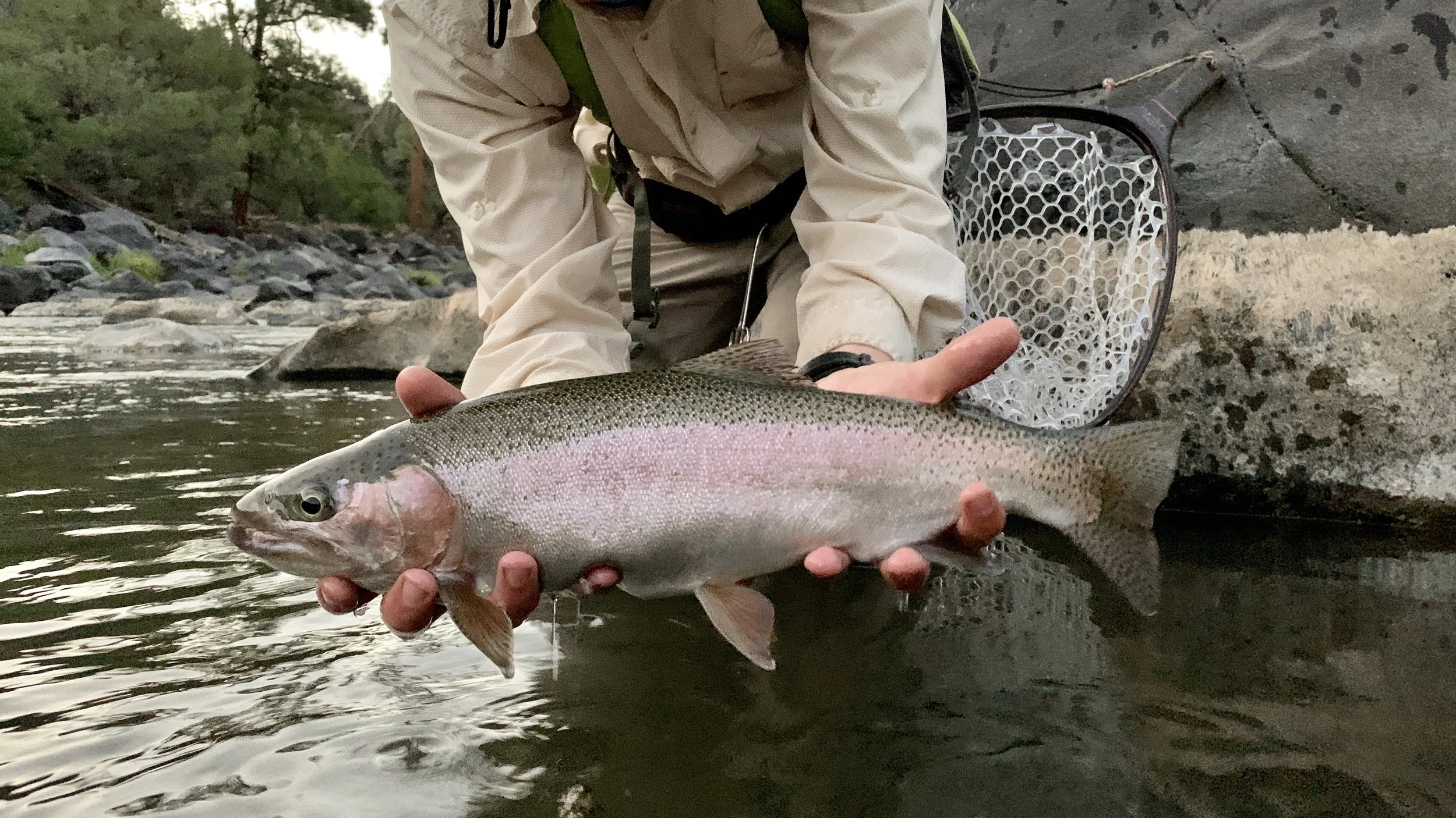 Person holding a large rainbow trout fish in a river, with a fishing net in the background.